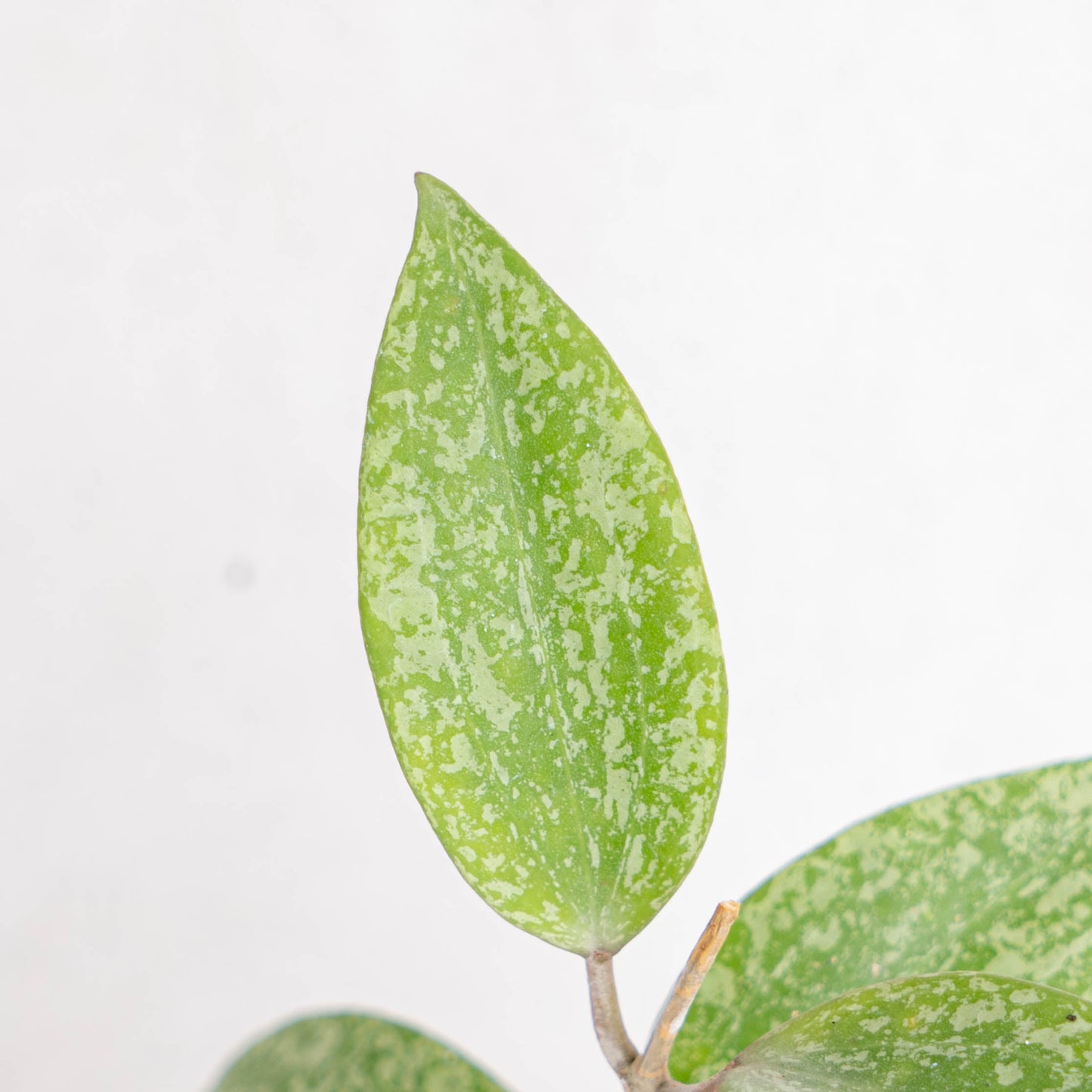 Hoya SP Rangsan Splash
