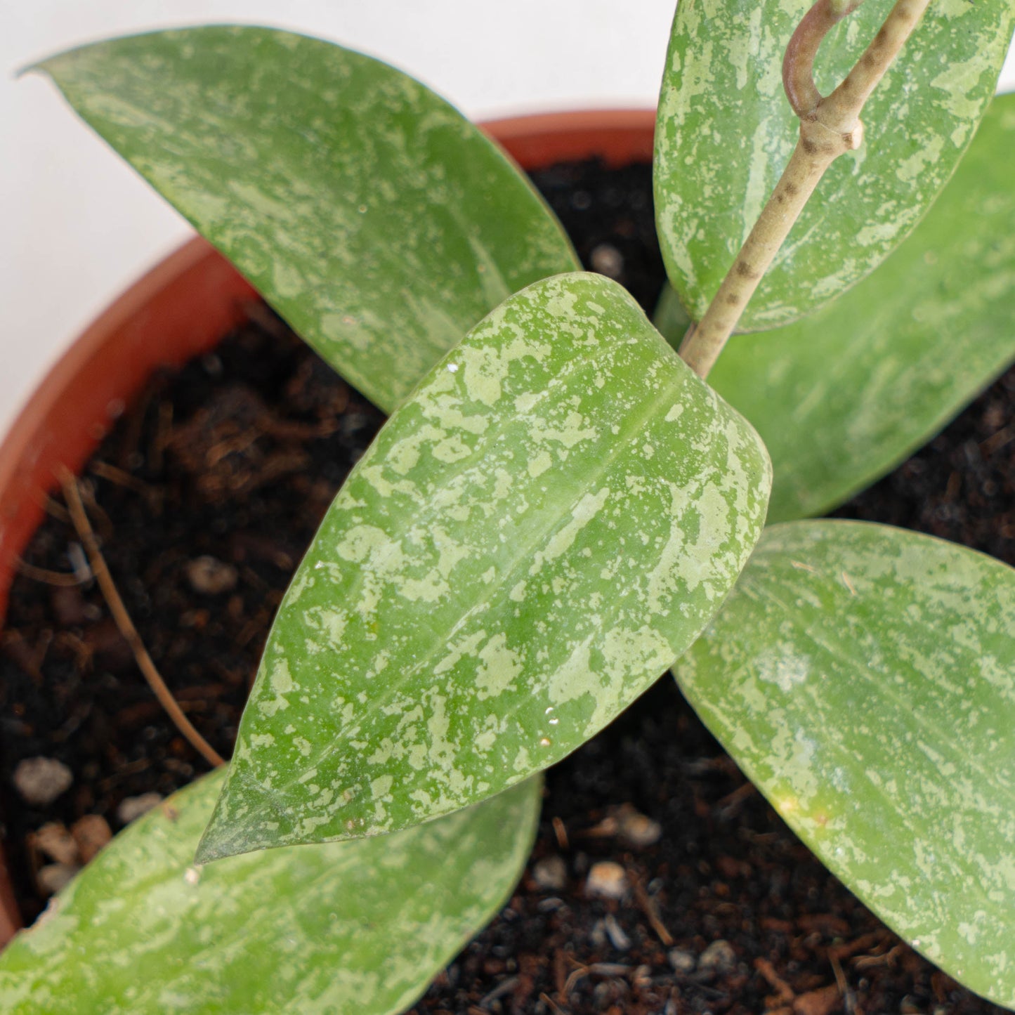 Hoya SP Rangsan Splash