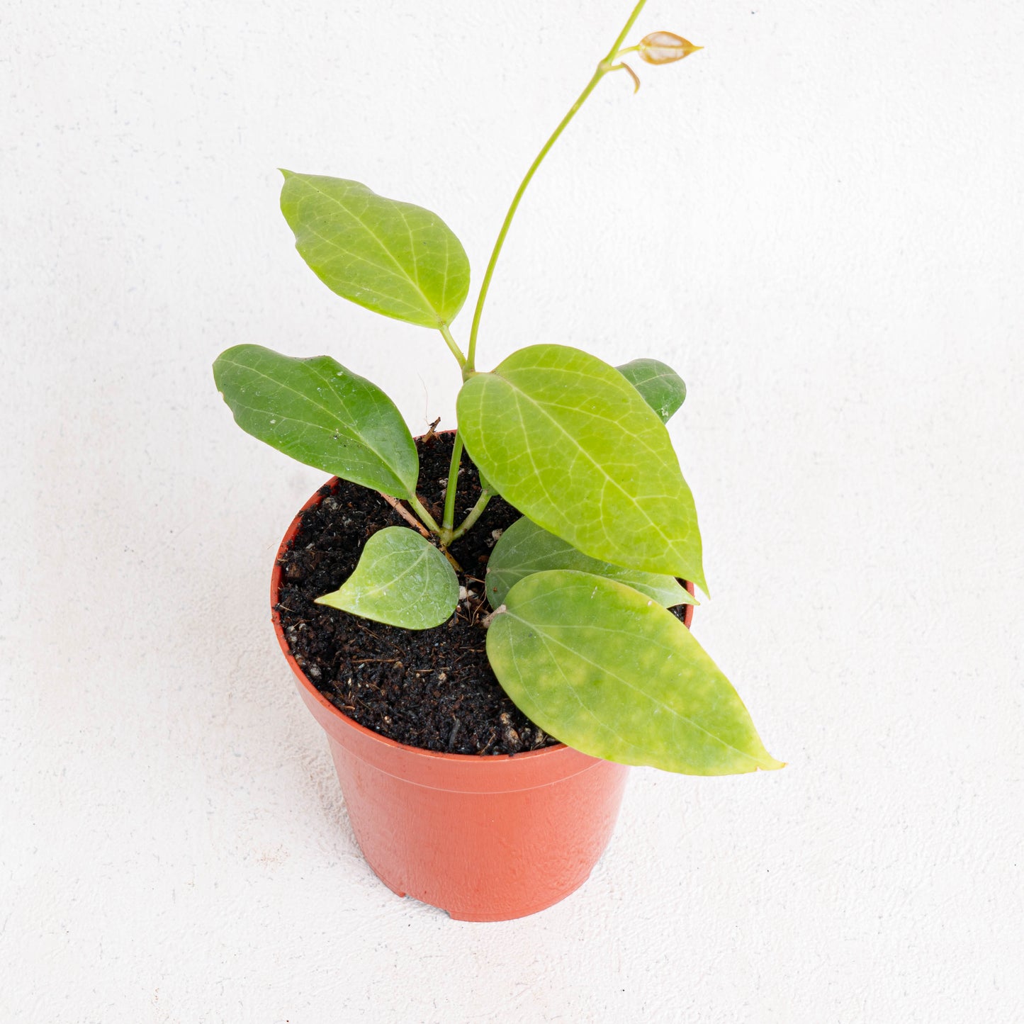 Hoya SP Maluku - Indonesian Rare Plants
