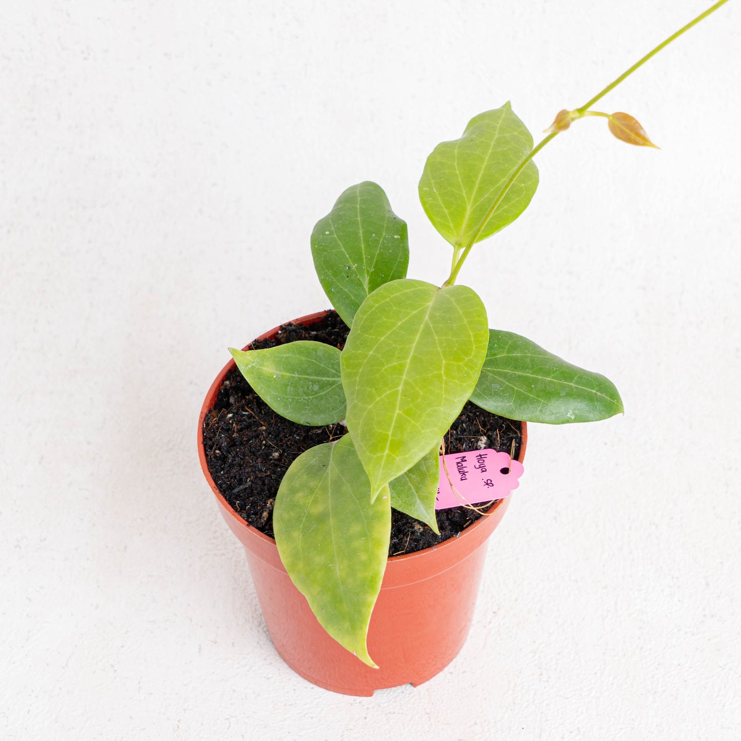 Hoya SP Maluku