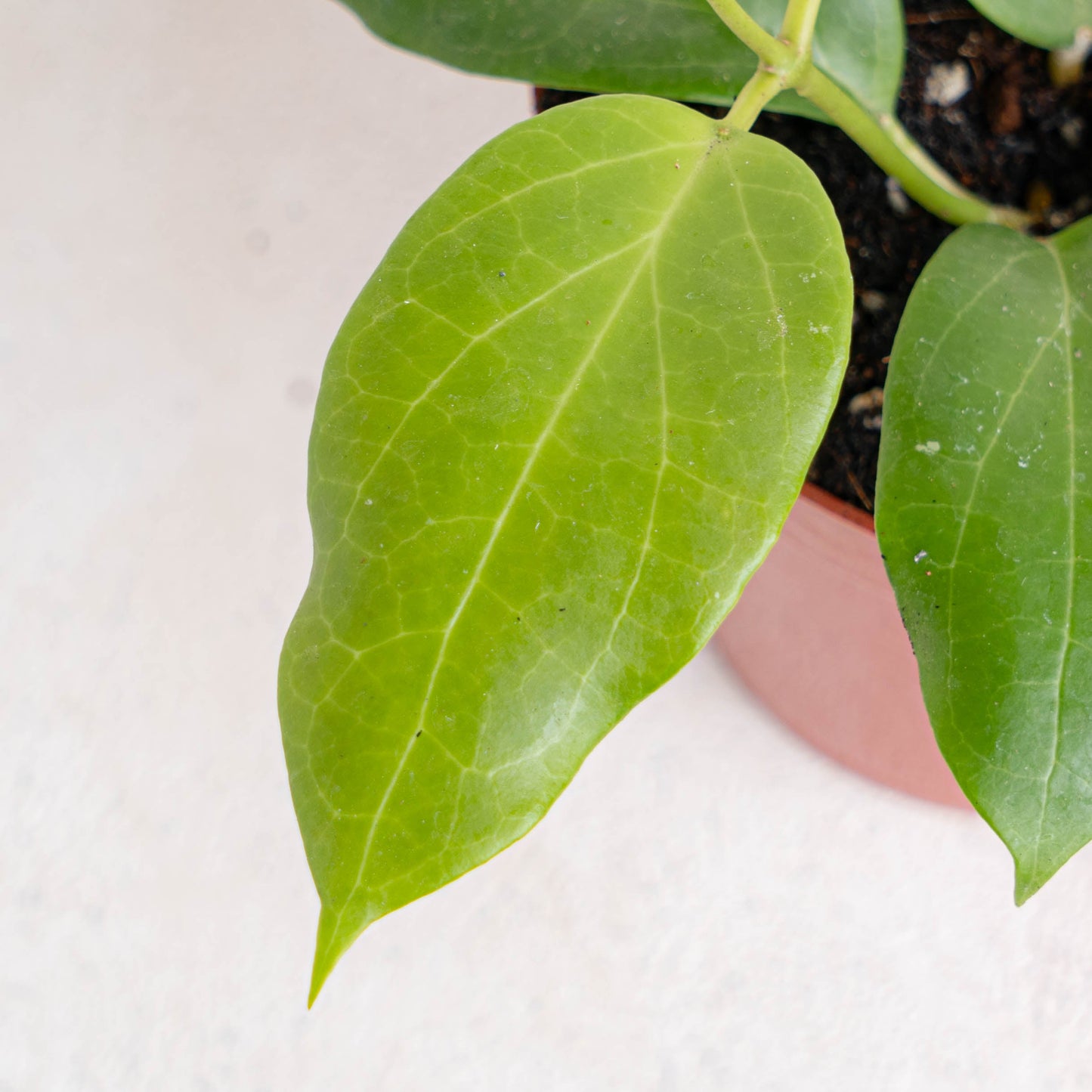 Hoya SP Maluku