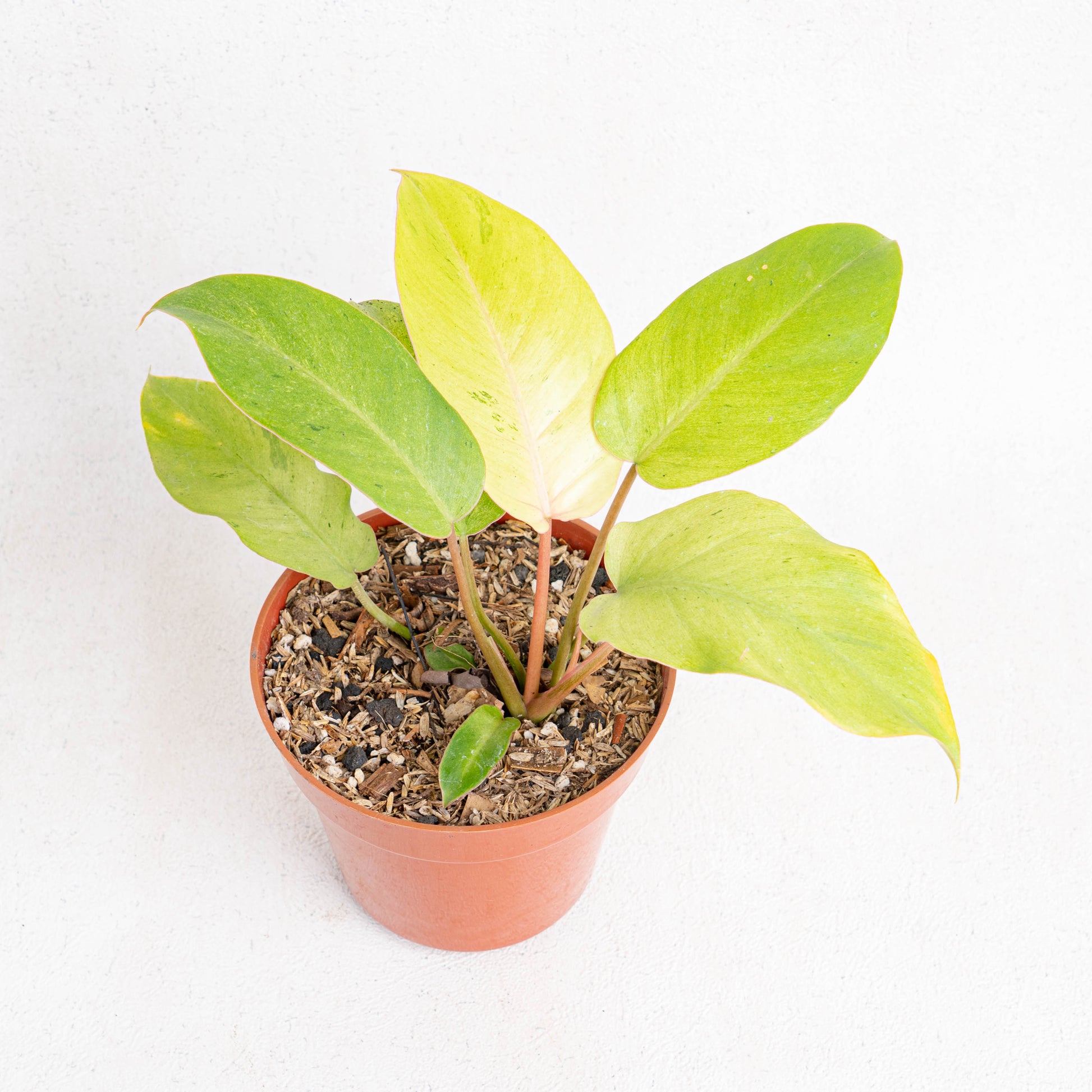 Philodendron Jungle Fever Variegated - Indonesian Rare Plants