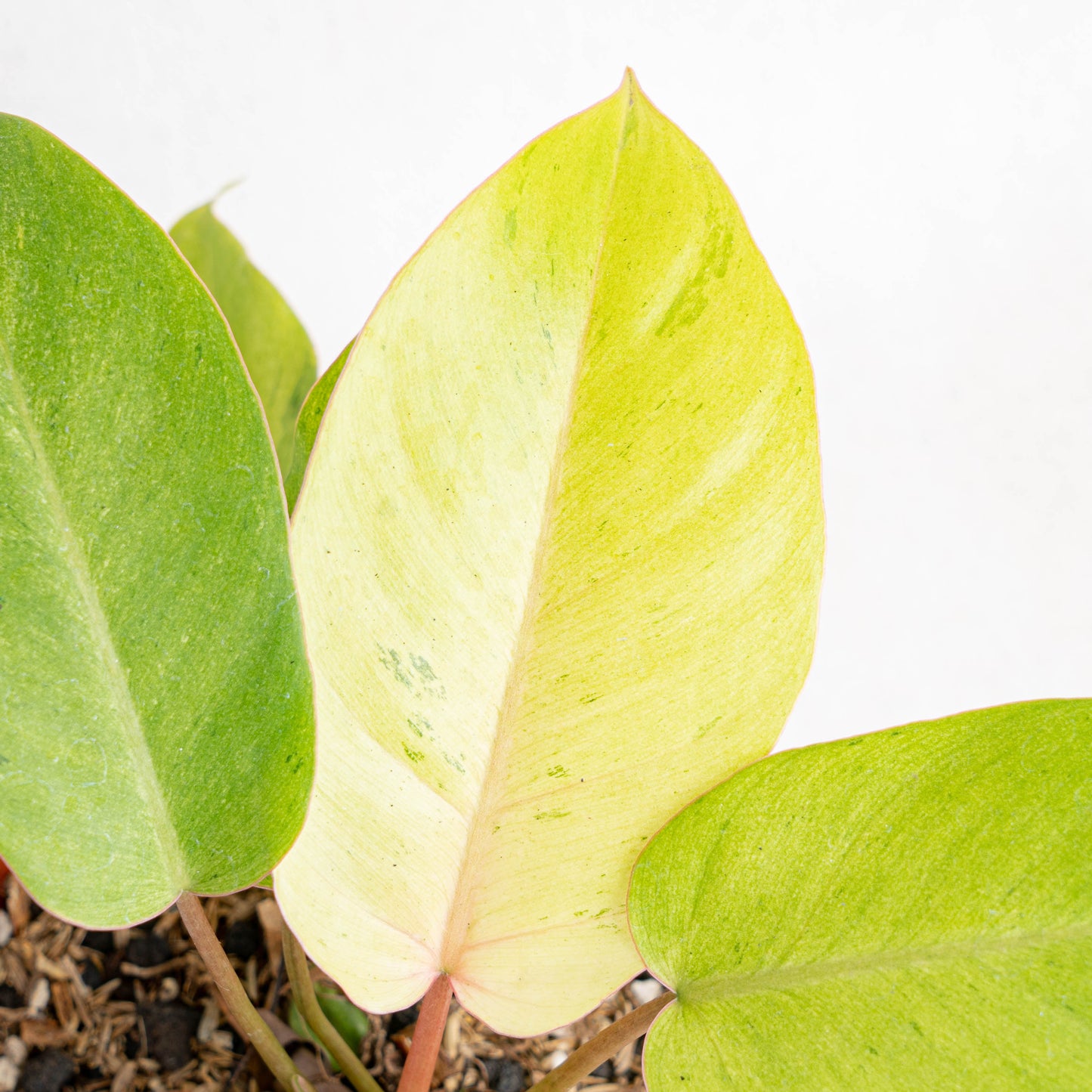 Philodendron Jungle Fever Variegated