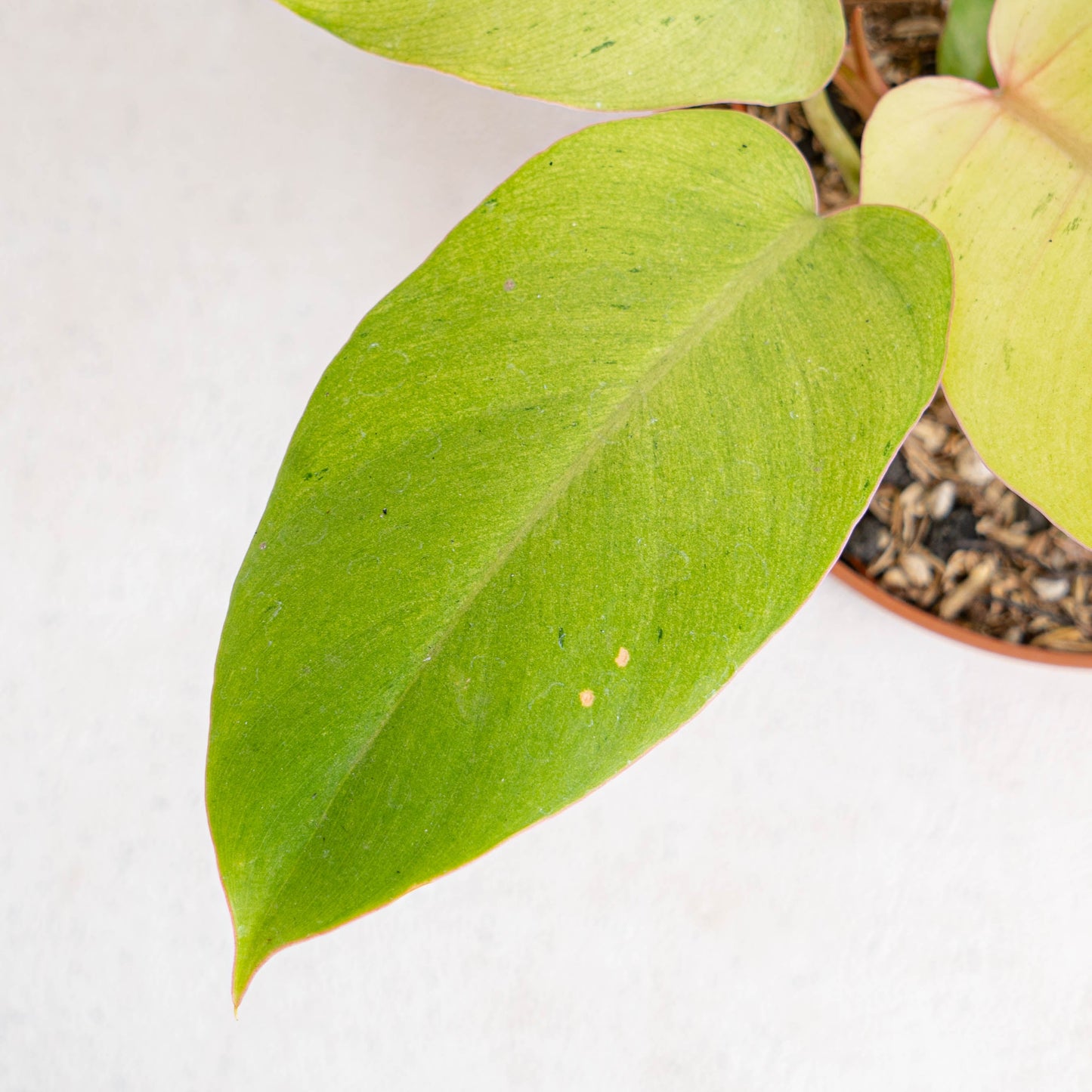 Philodendron Jungle Fever Variegated