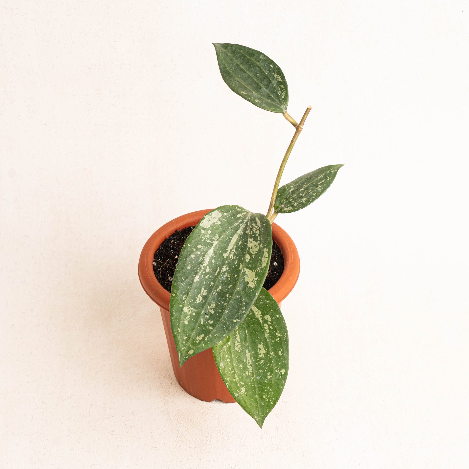 Hoya Macrophylla Splash - Indonesian Rare Plants