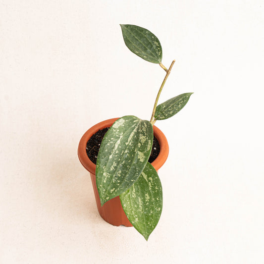Hoya Macrophylla Splash - Indonesian Rare Plants