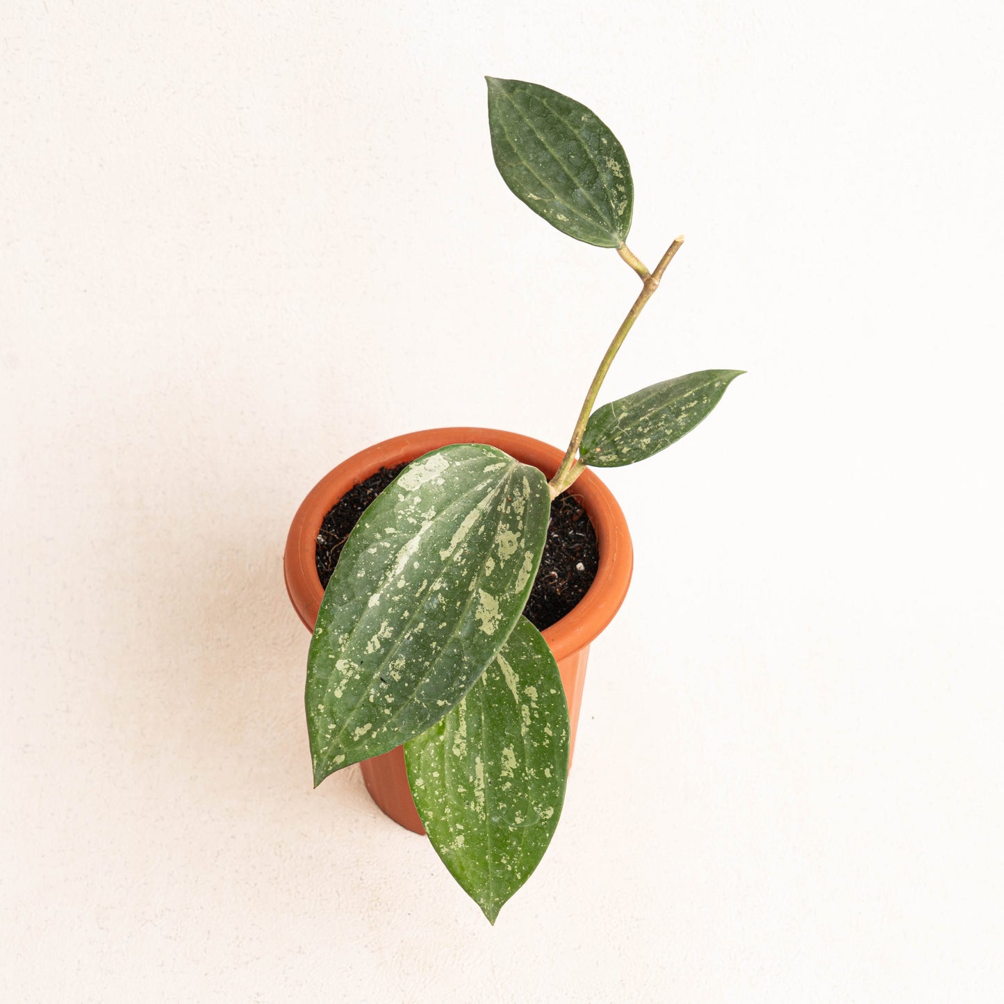 Hoya Macrophylla Splash