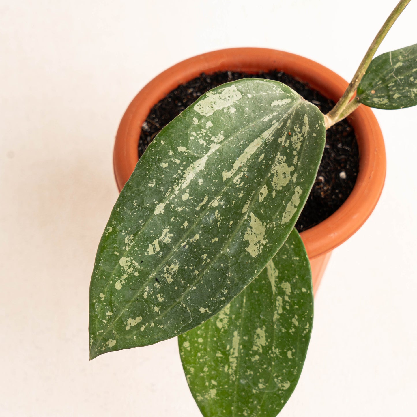 Hoya Macrophylla Splash