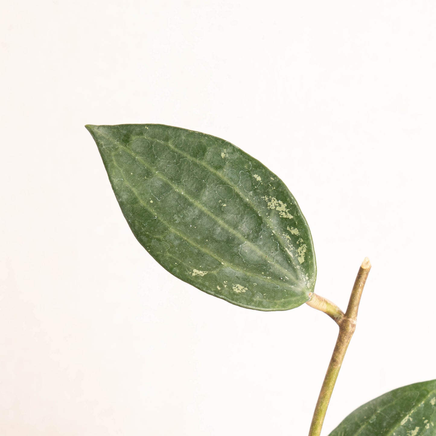 Hoya Macrophylla Splash
