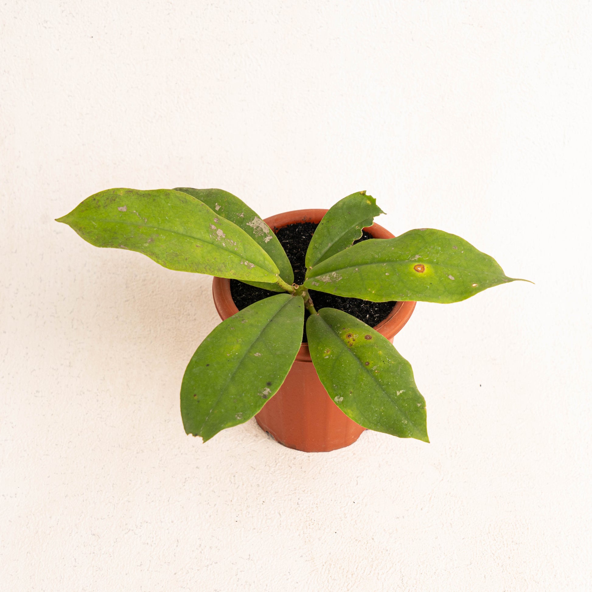 Hoya Mitrata - Indonesian Rare Plants