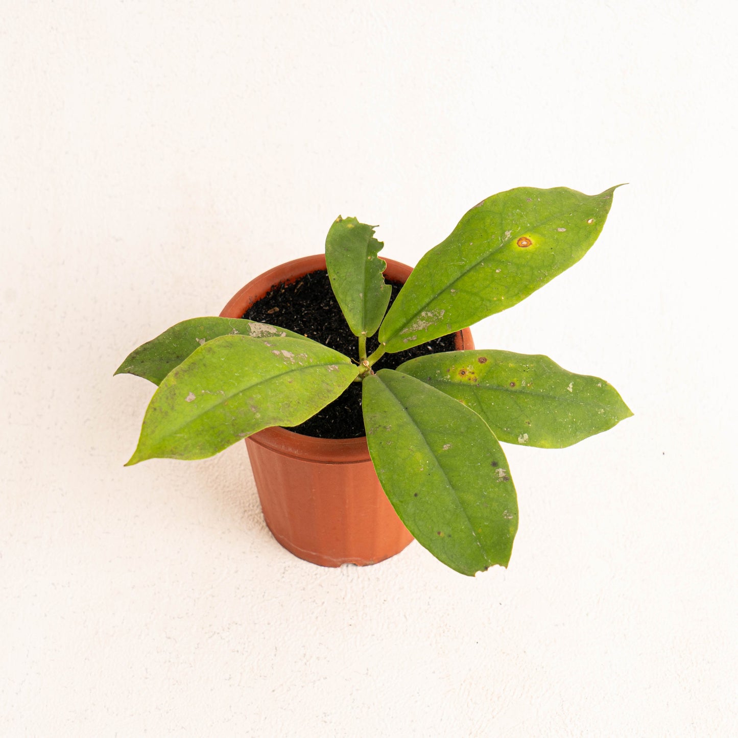 Hoya Mitrata