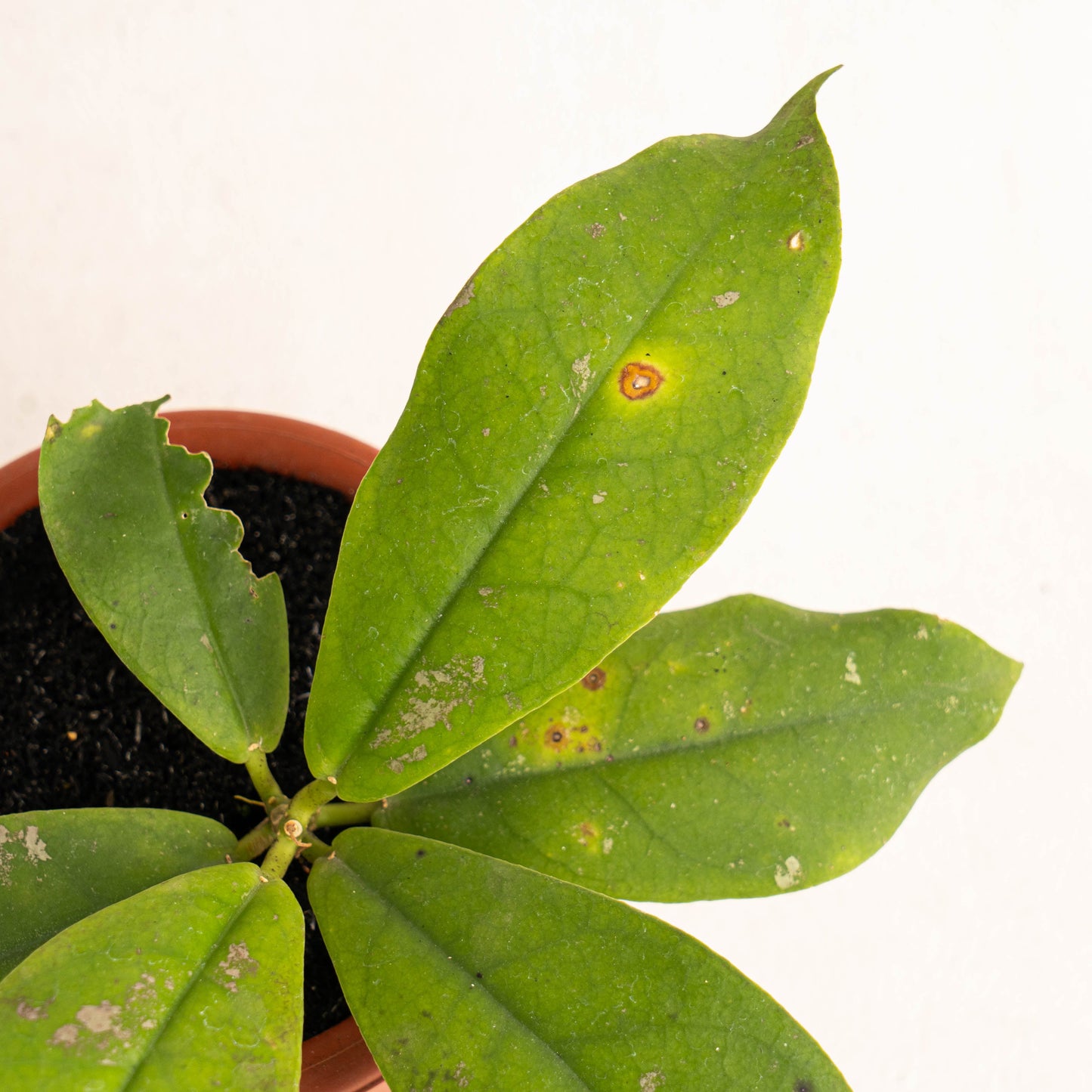 Hoya Mitrata
