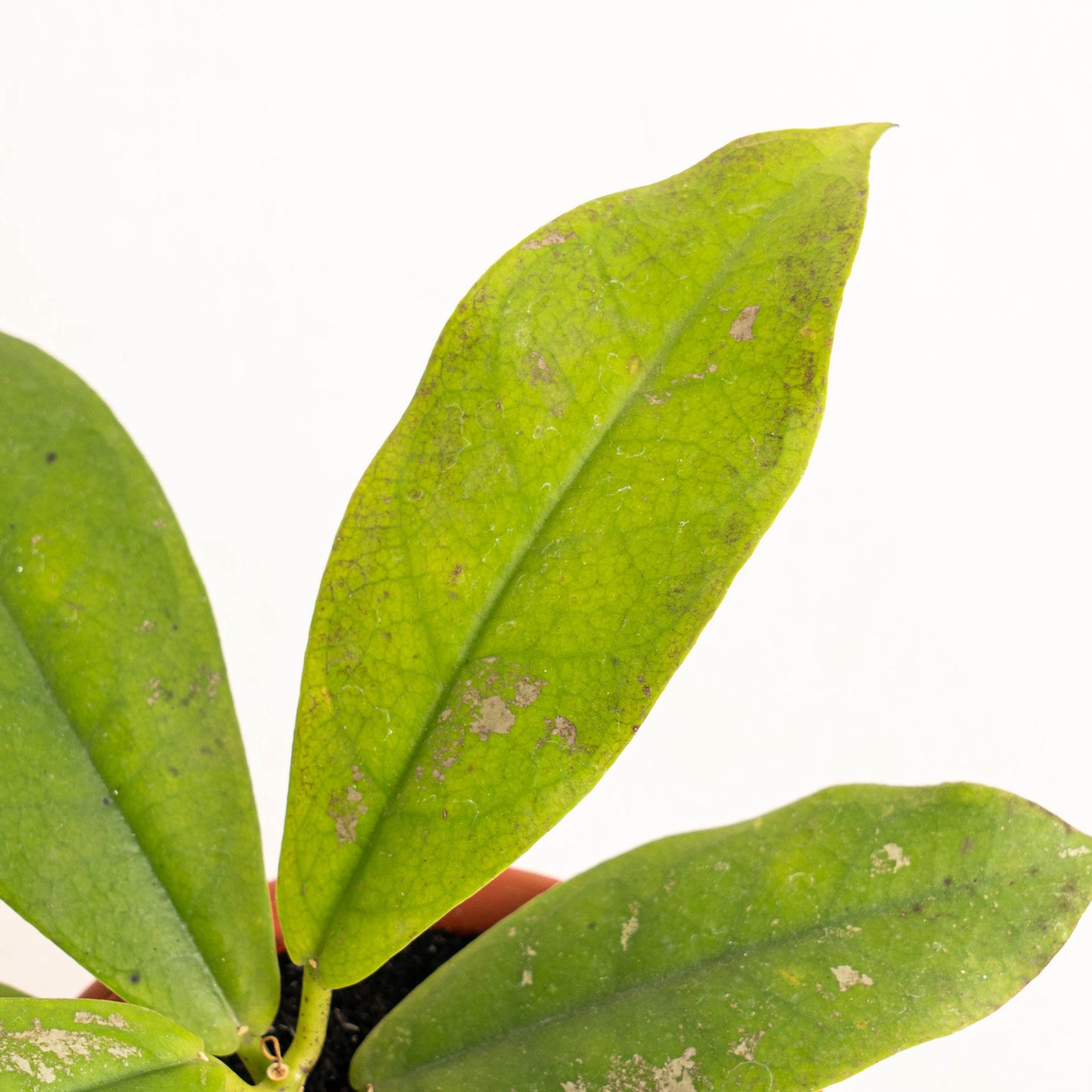 Hoya Mitrata