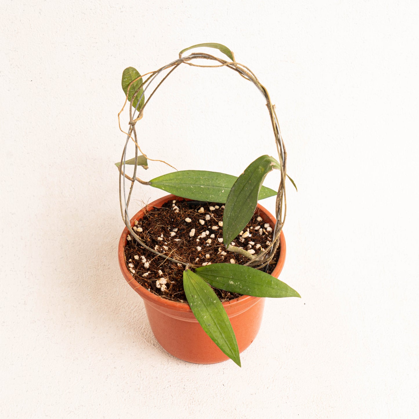 Hoya Rindu Rafflesia - Indonesian Rare Plants