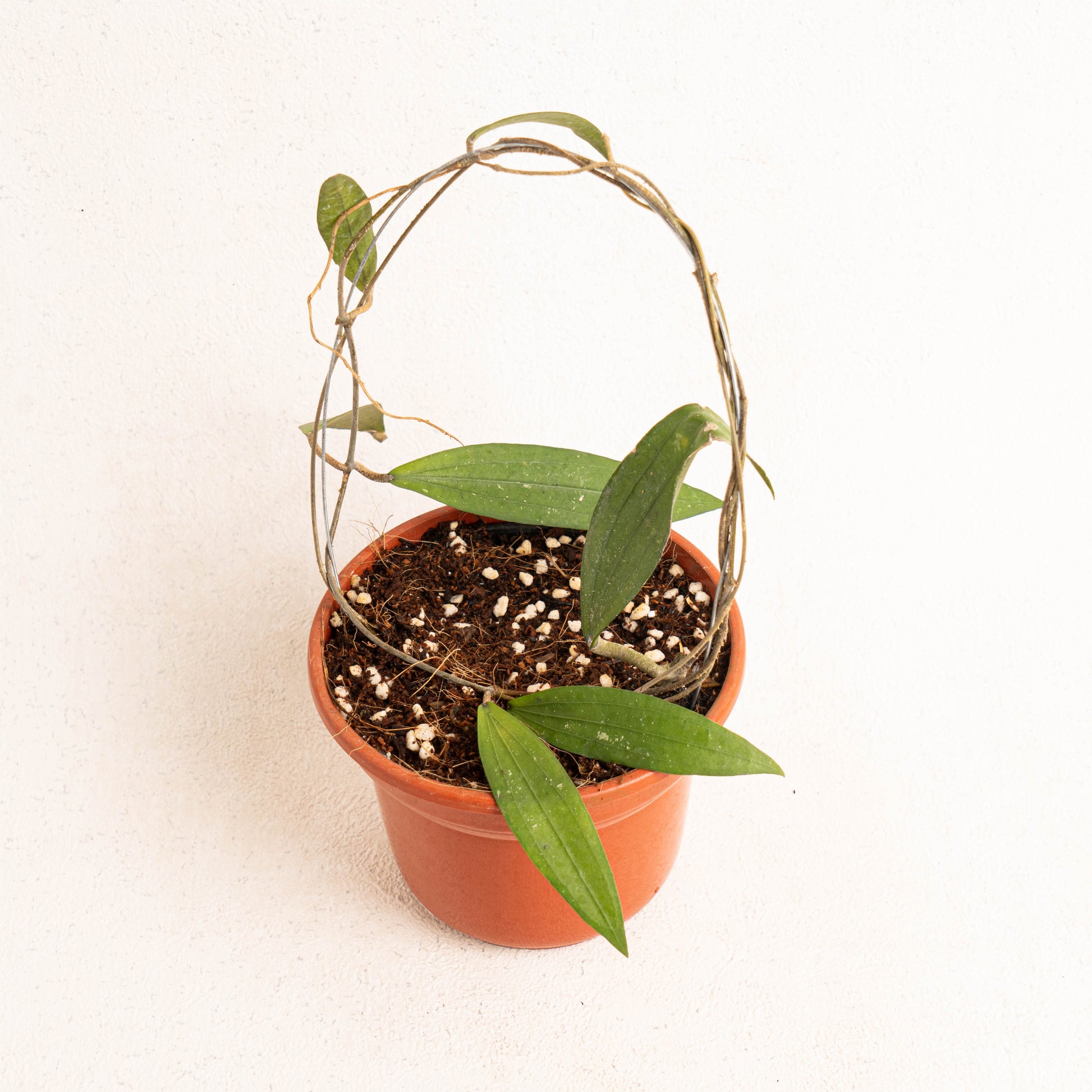 Hoya Rindu Rafflesia - Indonesian Rare Plants
