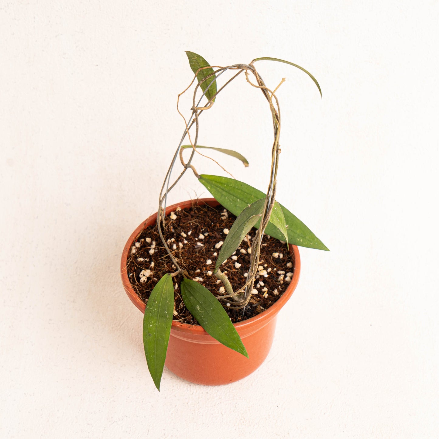 Hoya Rindu Rafflesia