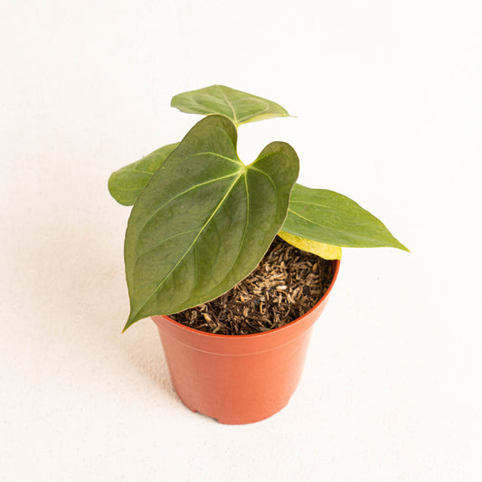 Anthurium King Of Spades x Papillilaminum - Indonesian Rare Plants