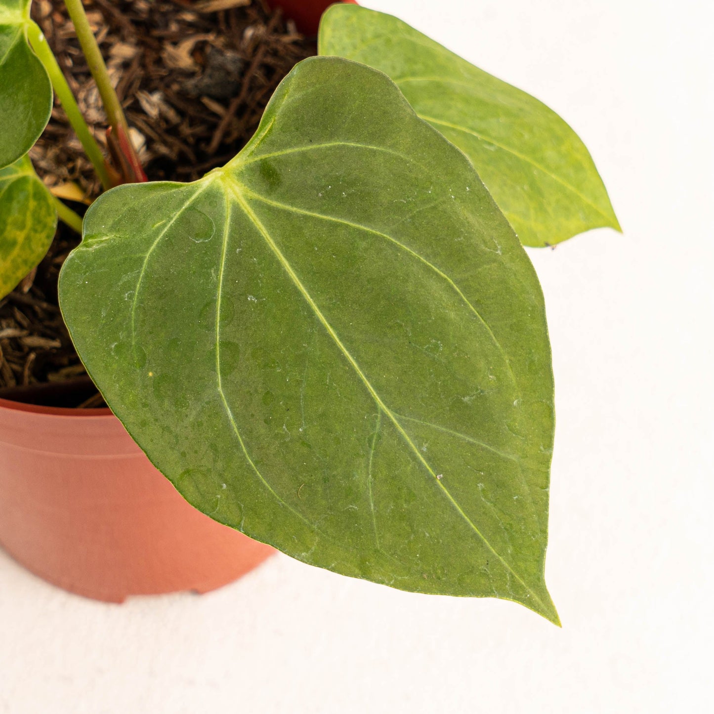 Anthurium King Of Spades x Papillilaminum