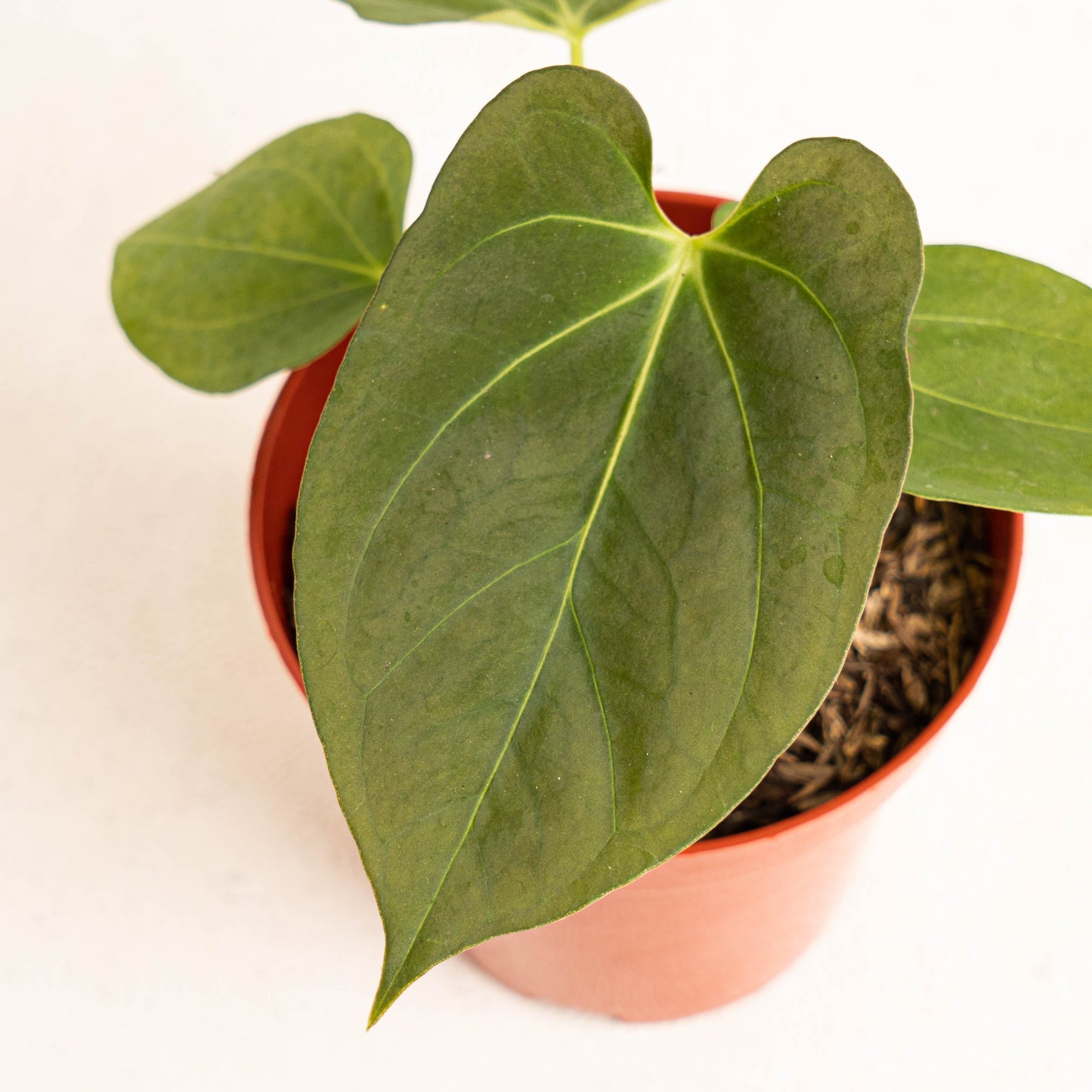 Anthurium King Of Spades x Papillilaminum