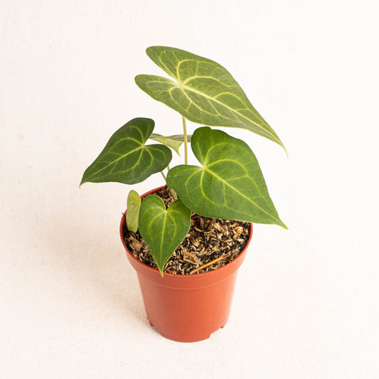 Anthurium Clarinervium x Jenmanii - Indonesian Rare Plants