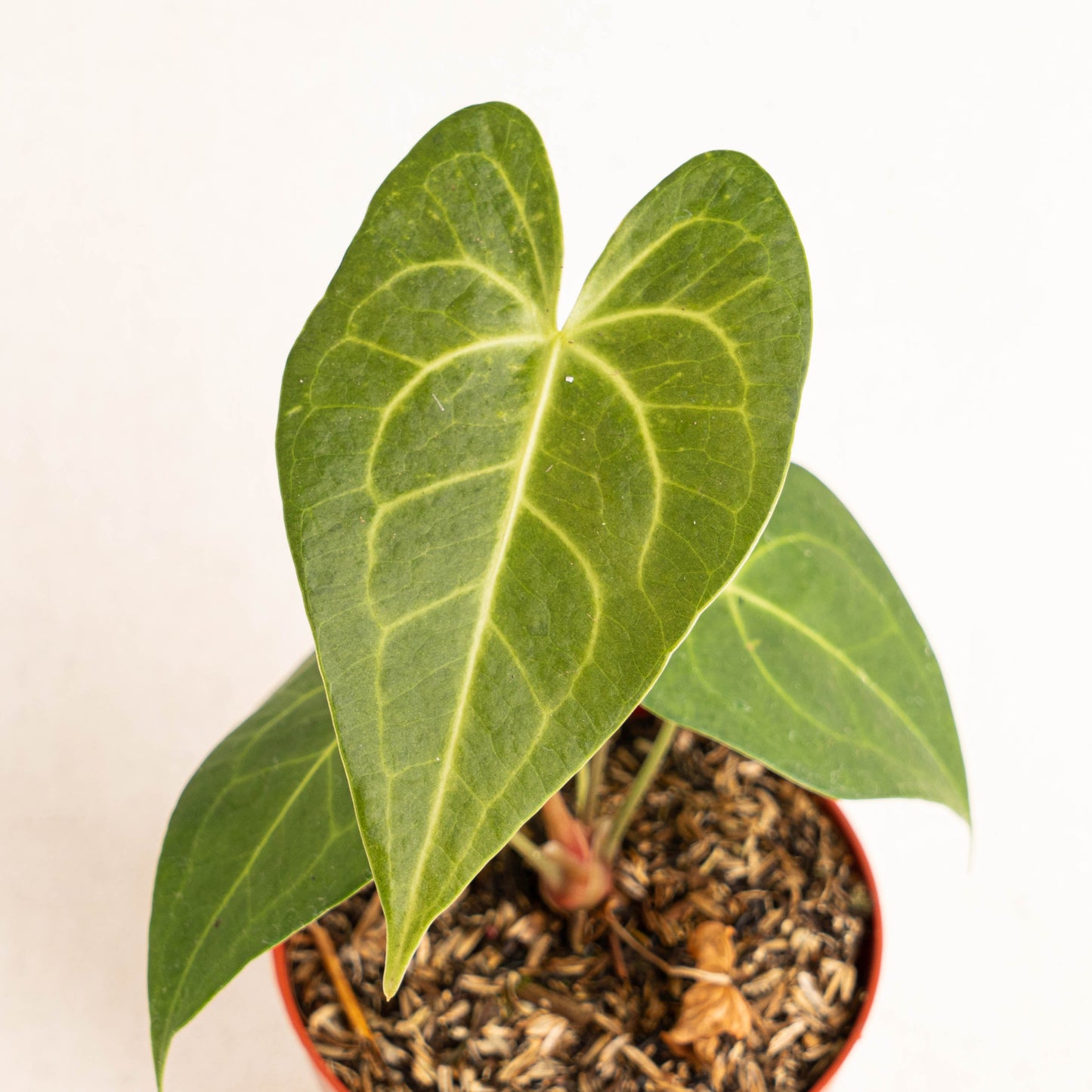 Anthurium Clarinervium x Jenmanii