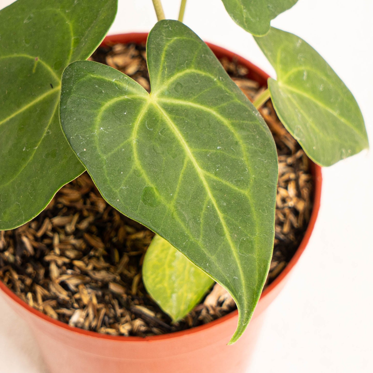 Anthurium Clarinervium x Jenmanii