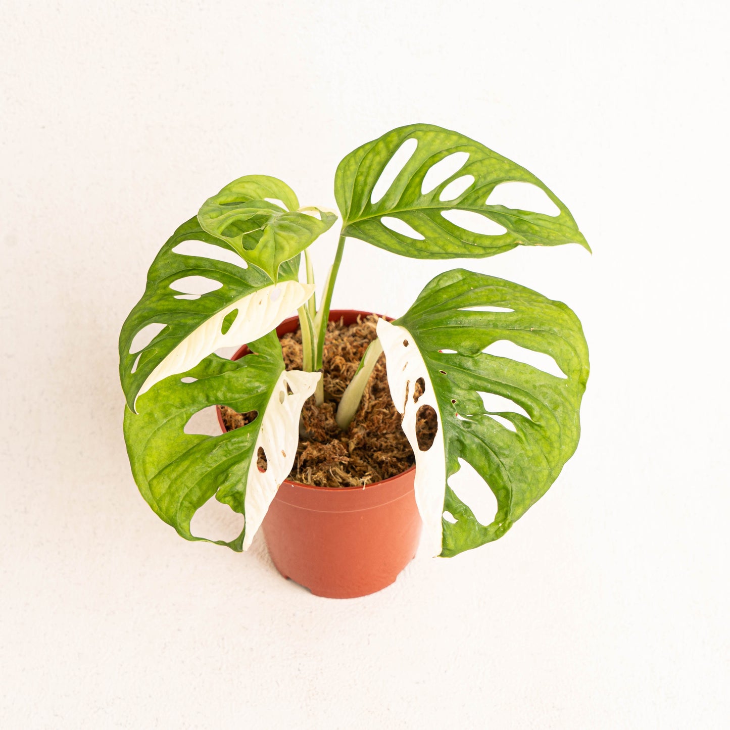 Monstera Adansonii Variegated - Indonesian Rare Plants