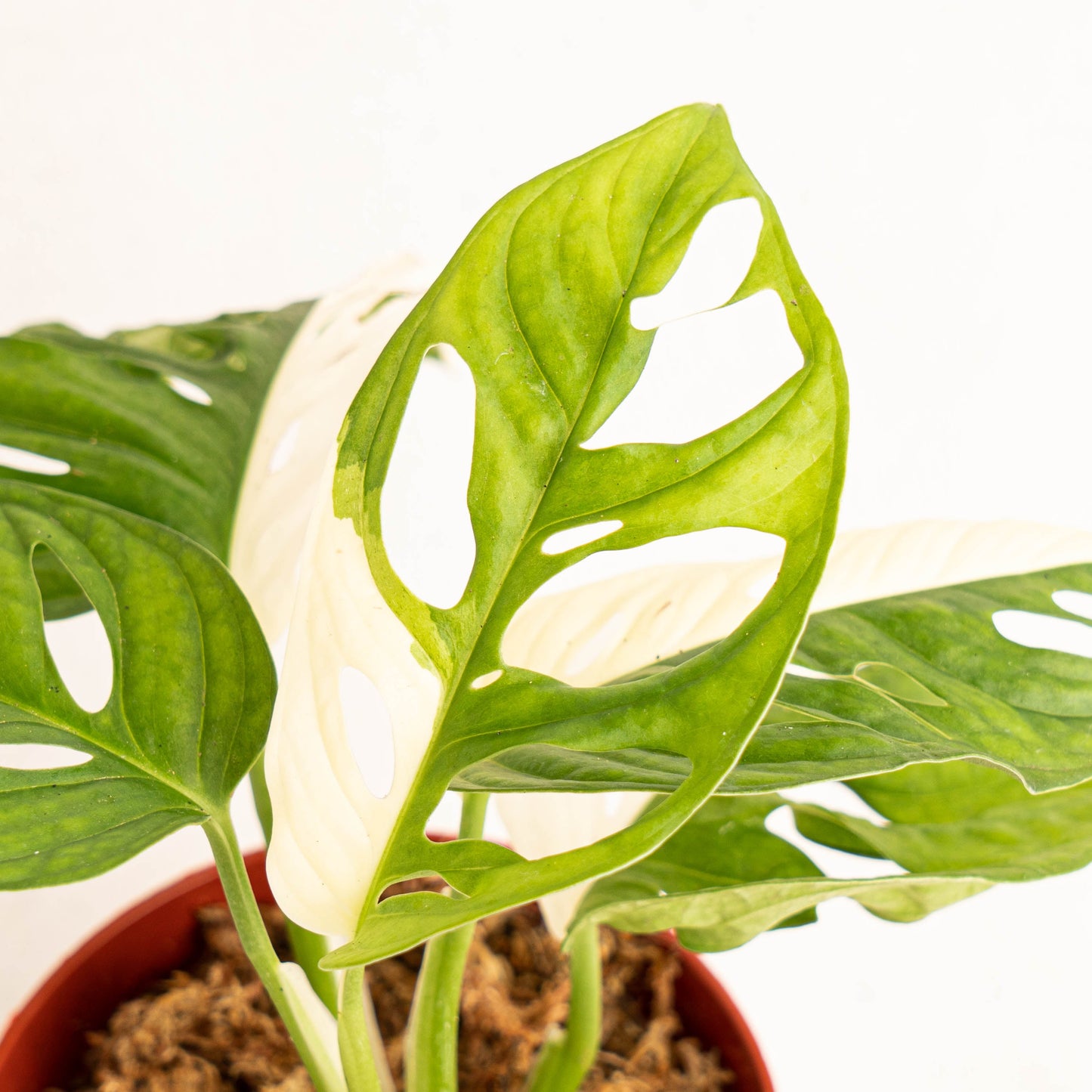 Monstera Adansonii Variegated