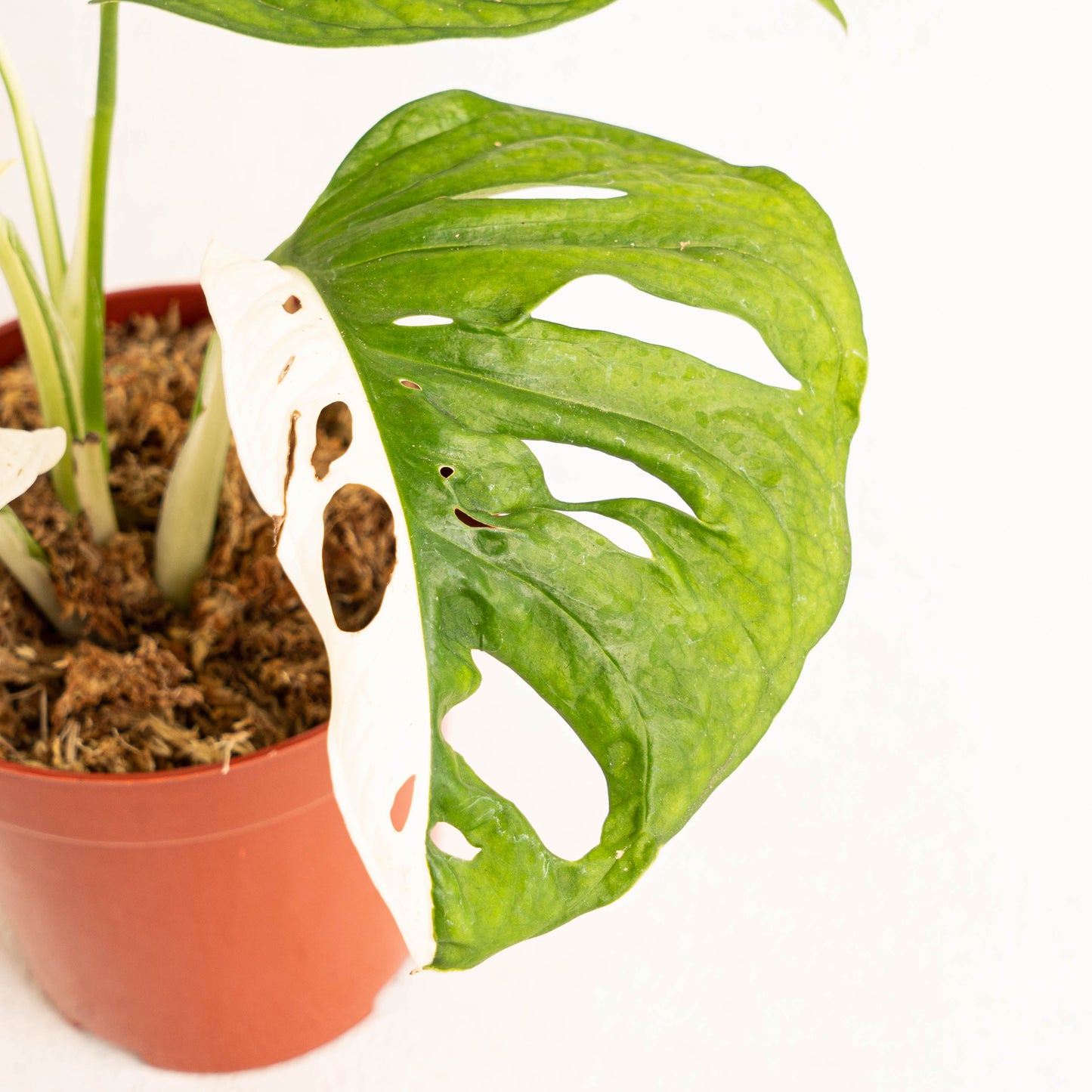 Monstera Adansonii Variegated