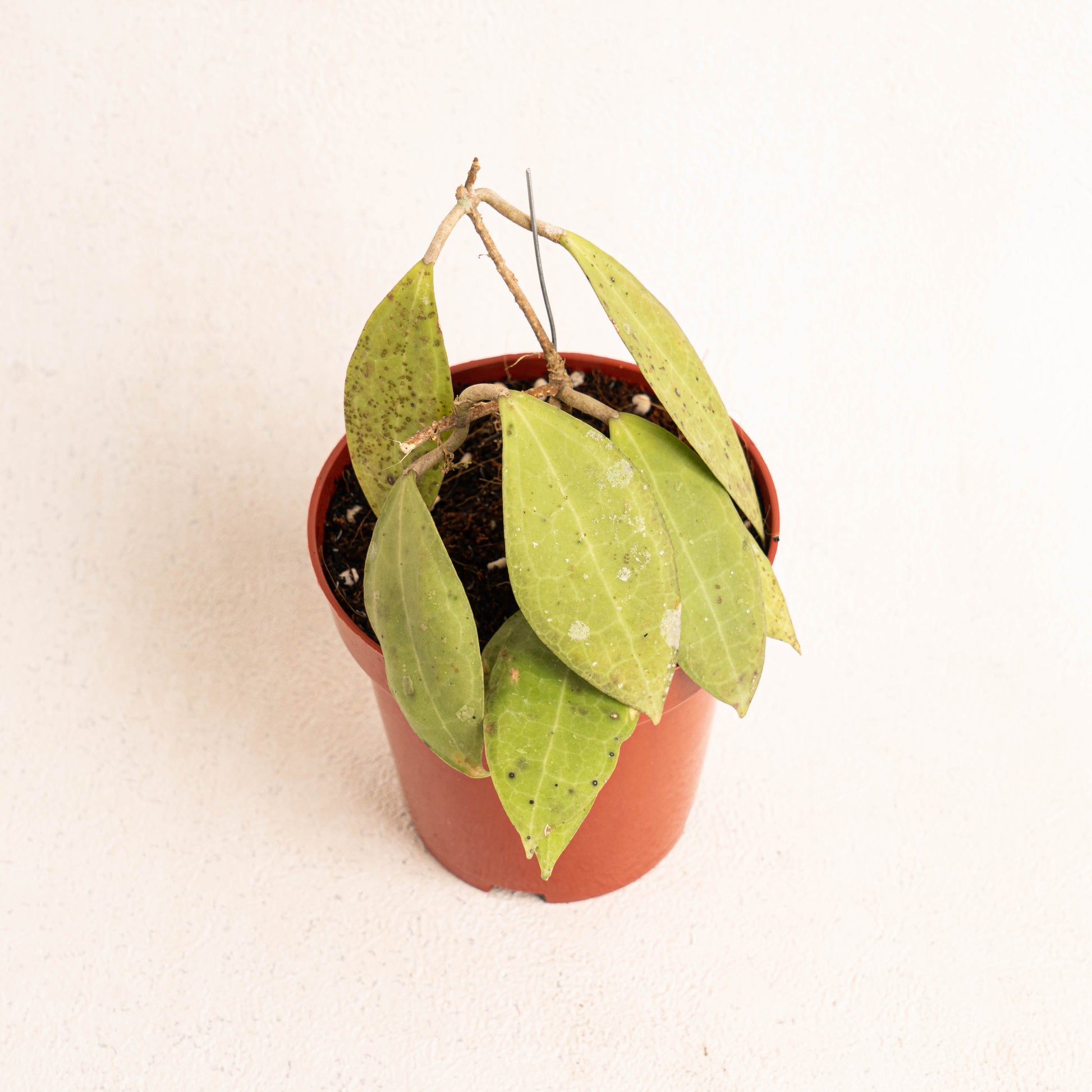 Hoya Tomataensis SP Sulawesi - Indonesian Rare Plants