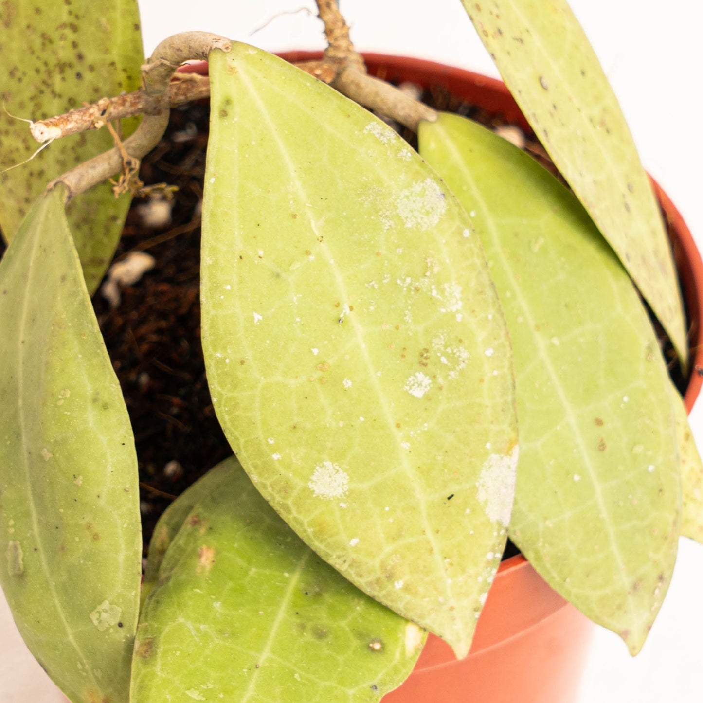 Hoya Tomataensis SP Sulawesi