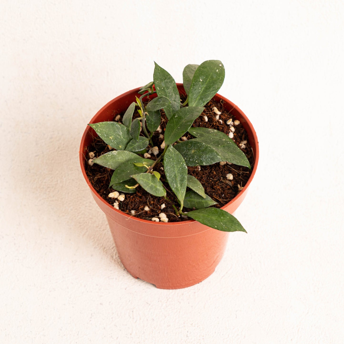 Hoya Rebecca - Indonesian Rare Plants