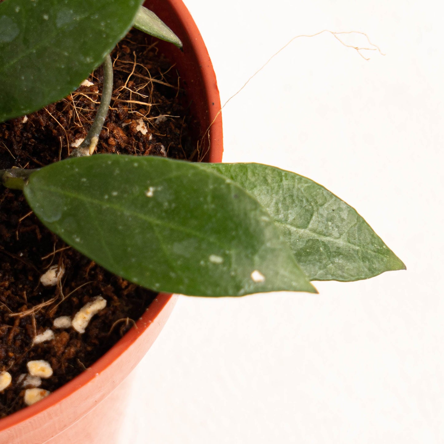Hoya Rebecca