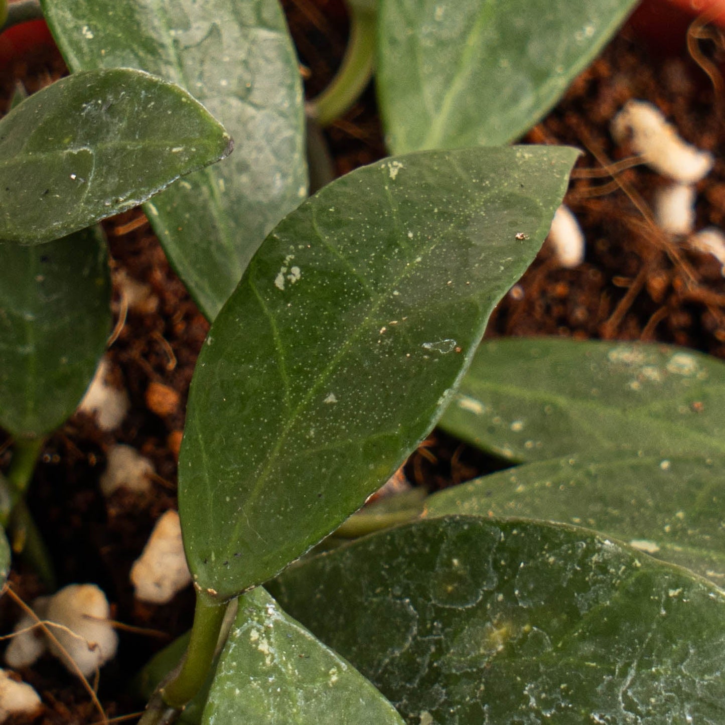Hoya Rebecca
