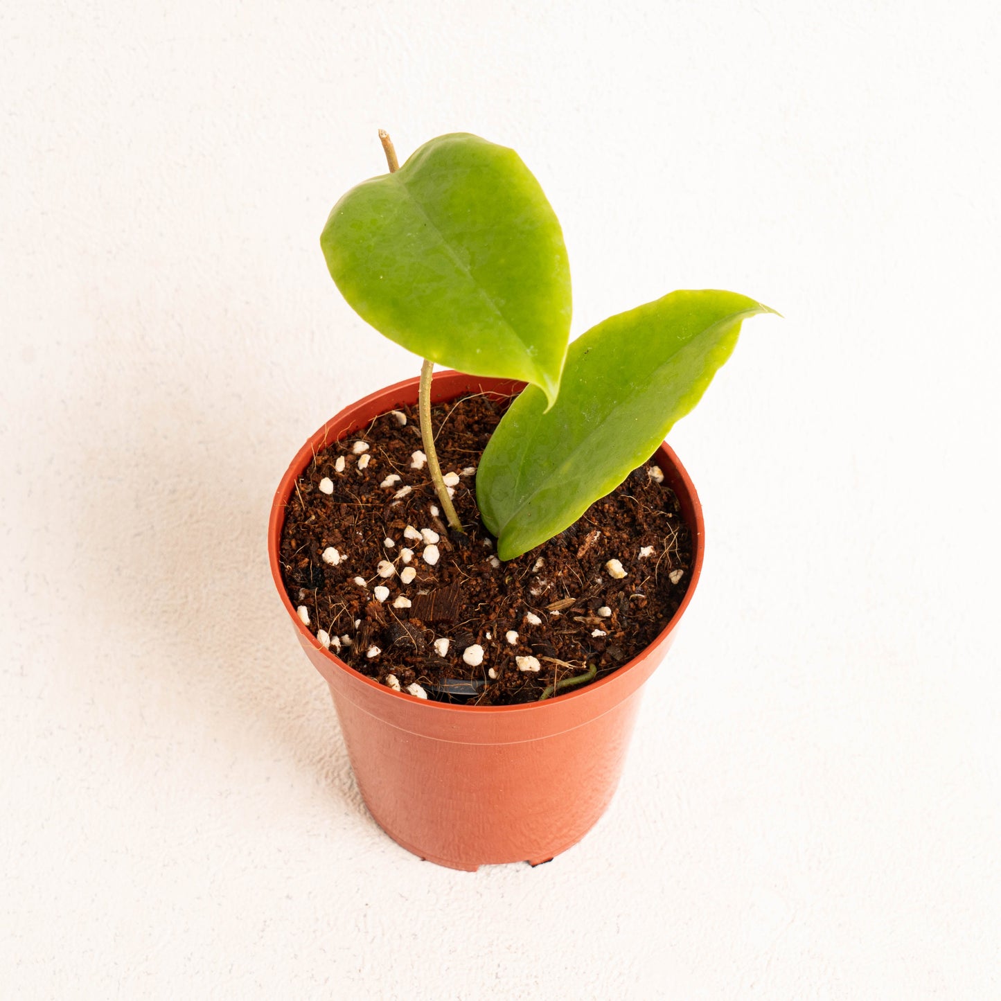 Hoya Bicolor - Indonesian Rare Plants