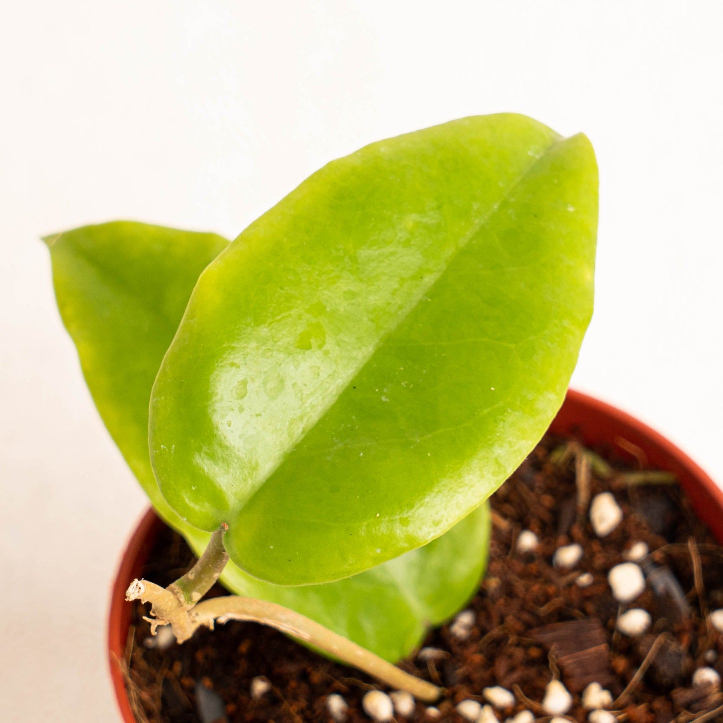 Hoya Bicolor