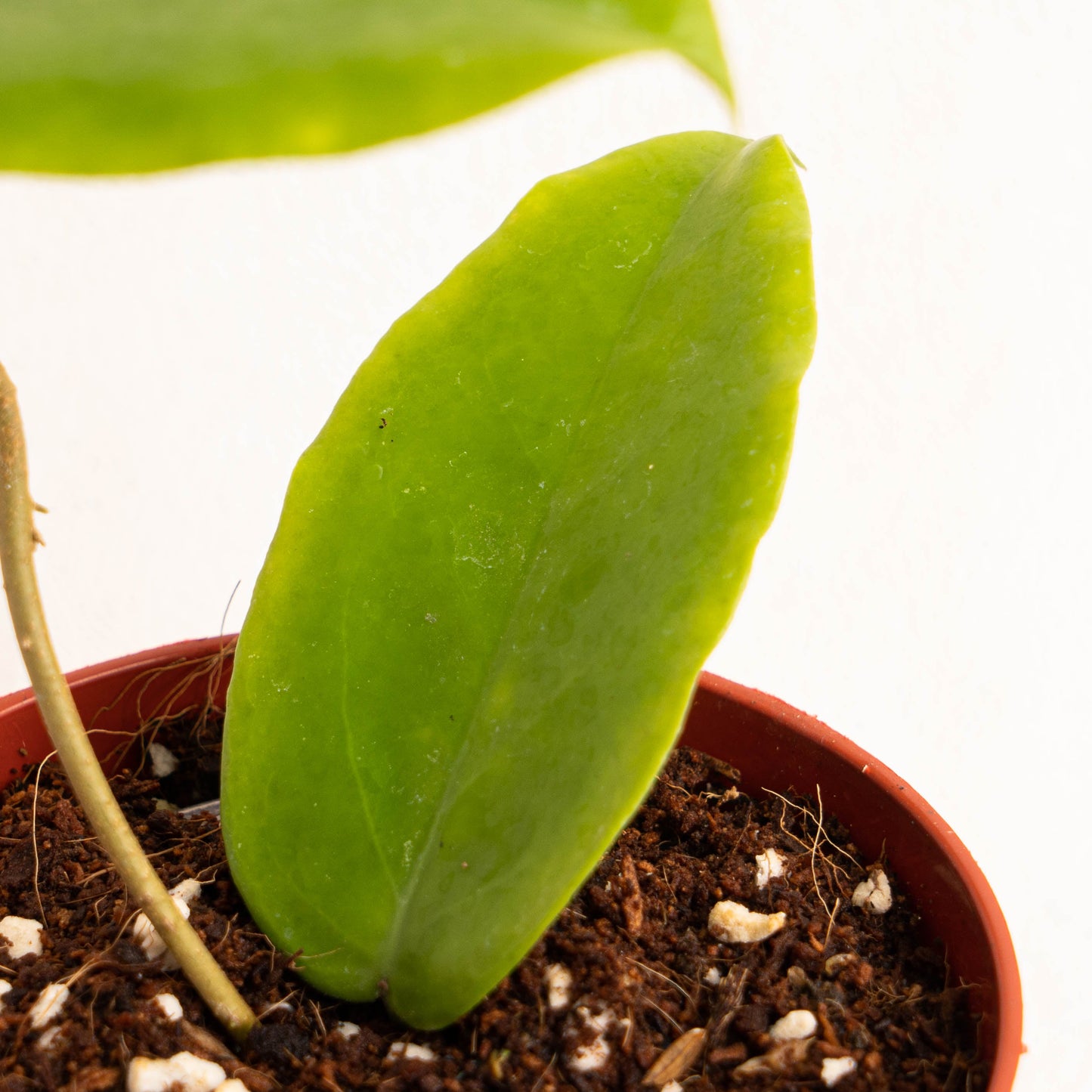 Hoya Bicolor