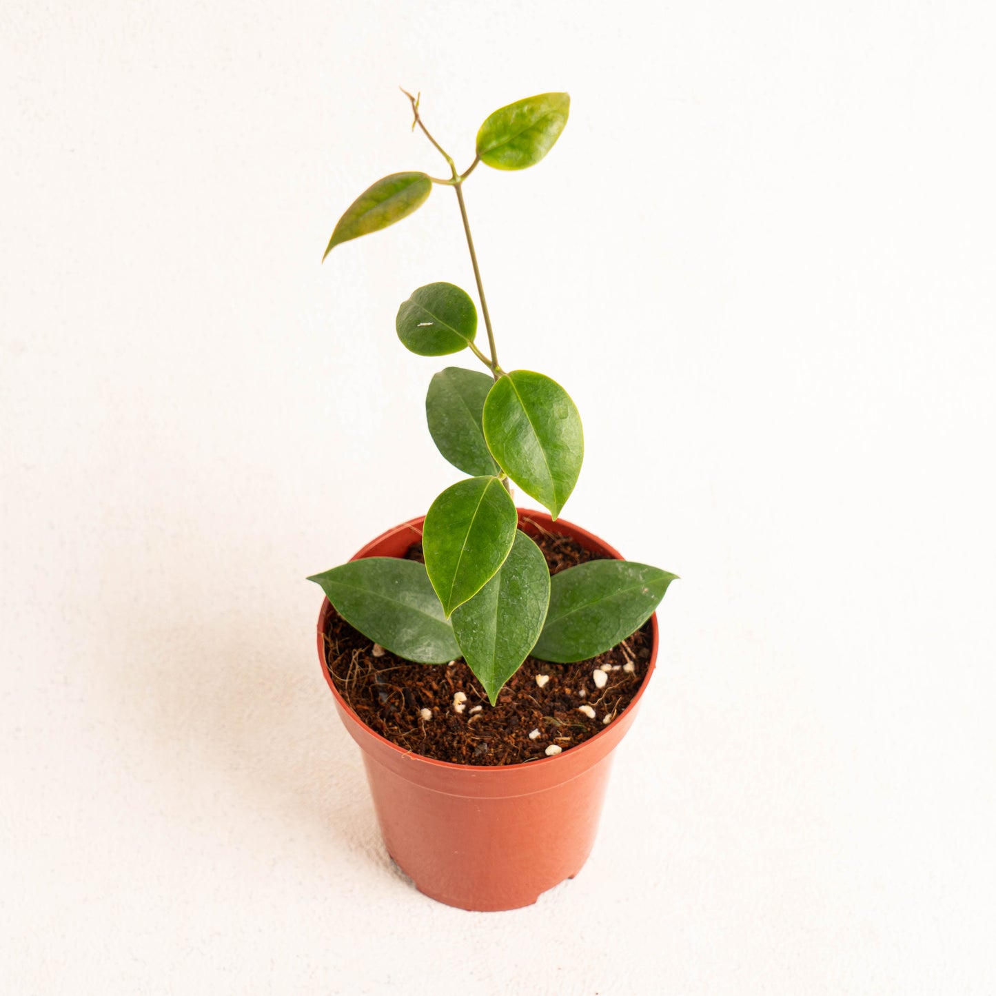 Hoya Paziae - Indonesian Rare Plants