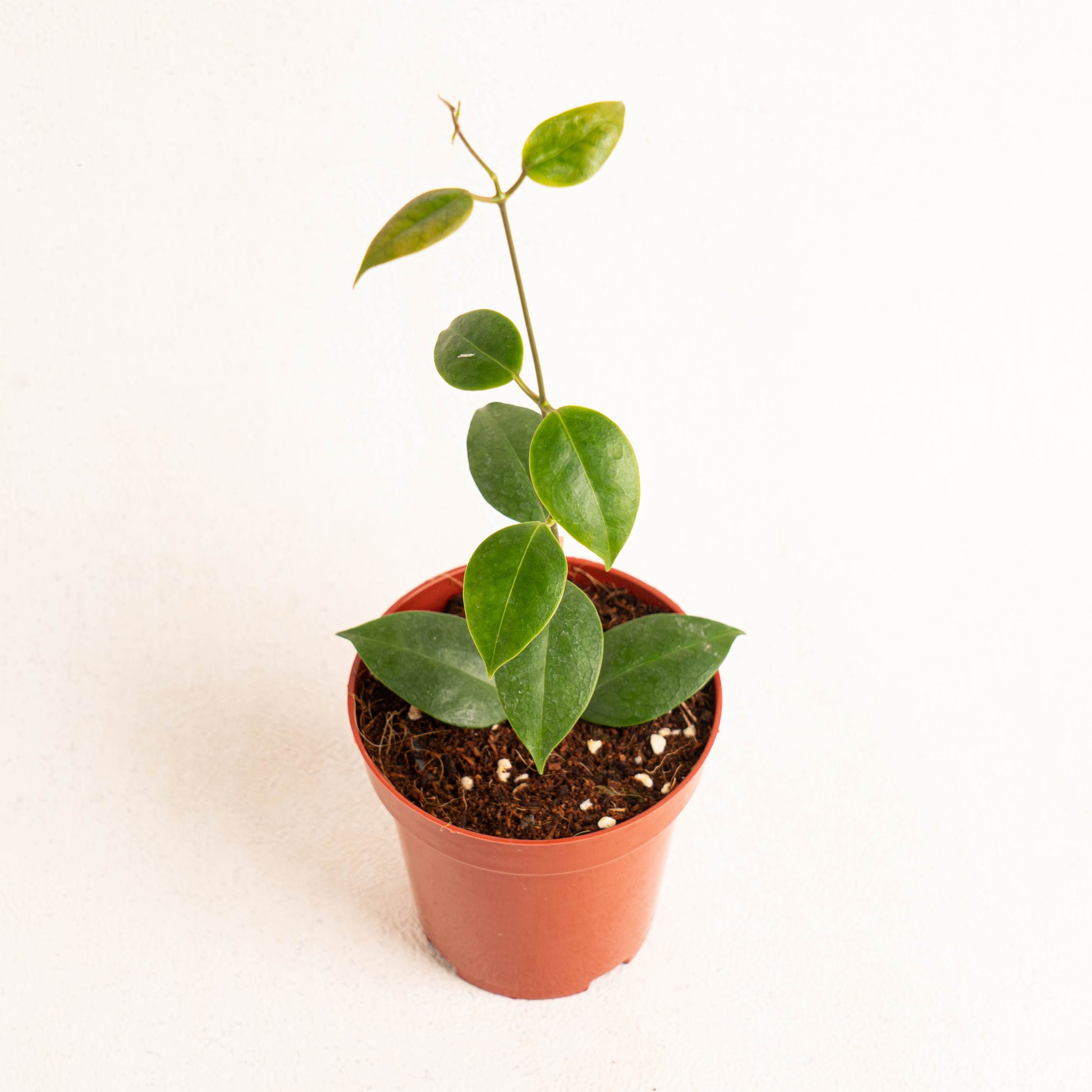 Hoya Paziae - Indonesian Rare Plants