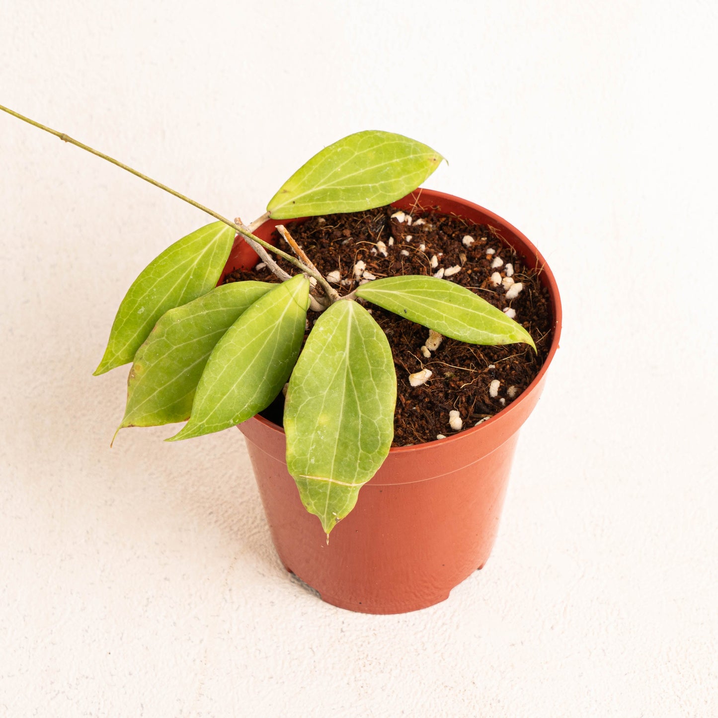 Hoya Cutis Porcelana - Indonesian Rare Plants