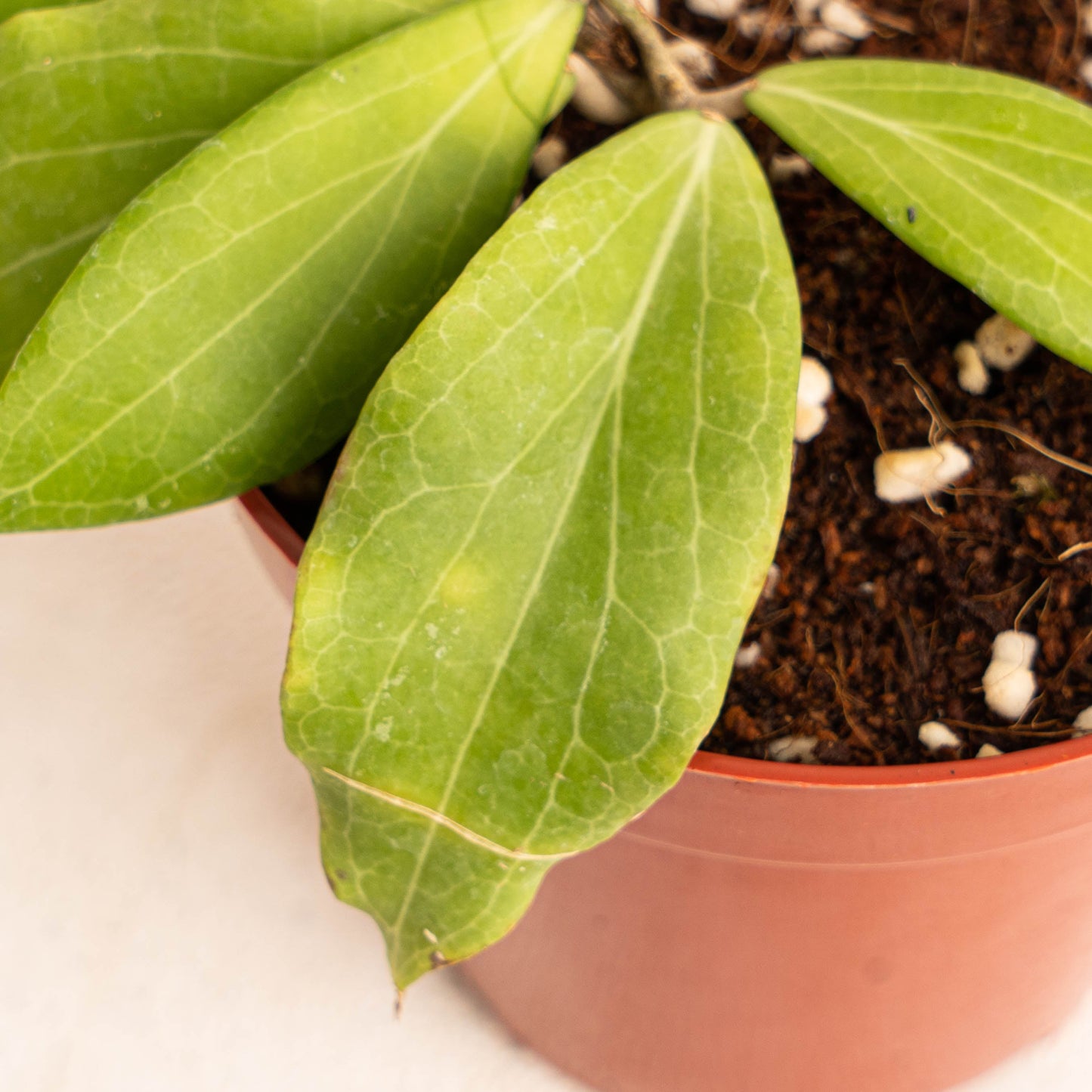 Hoya Cutis Porcelana