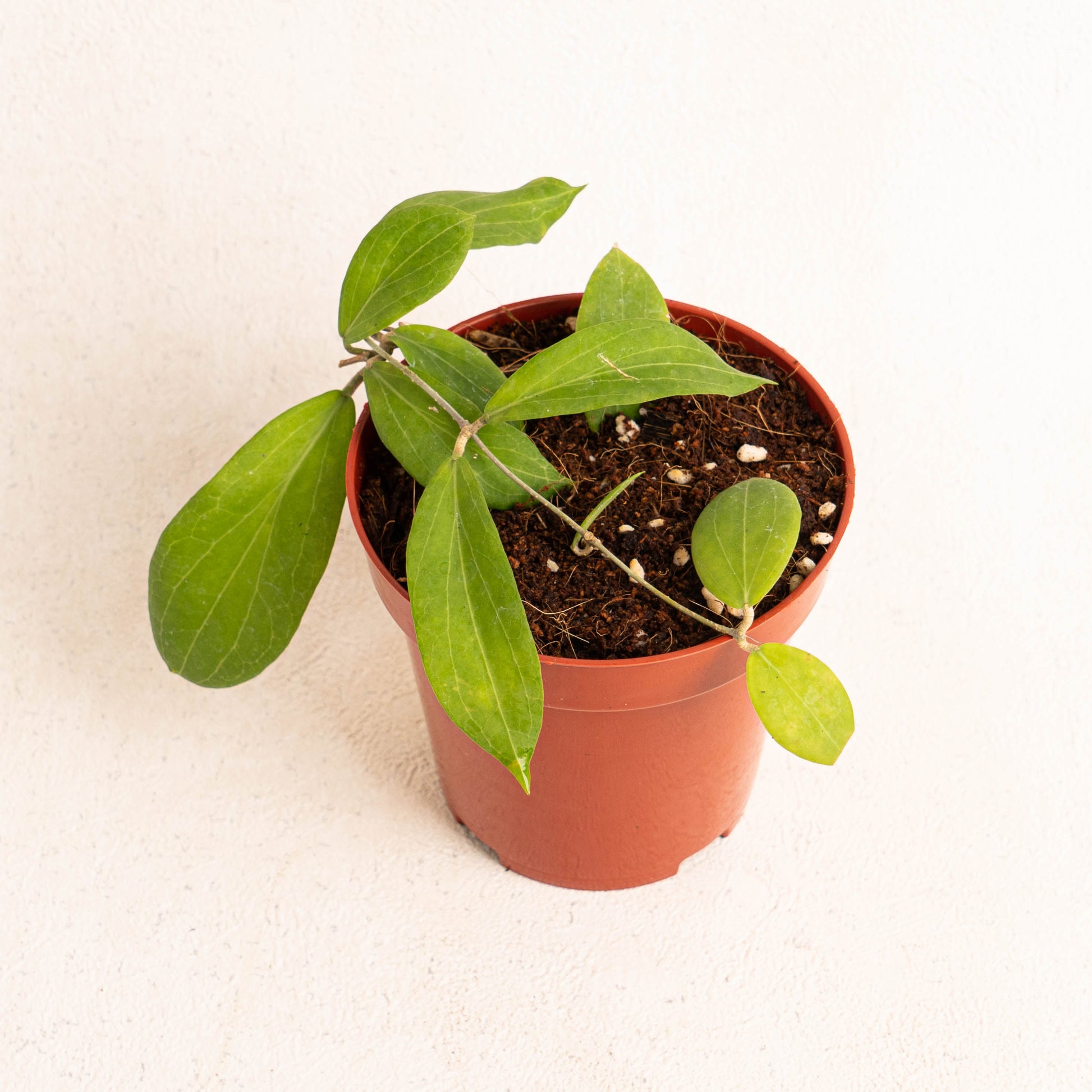 Hoya Champhorifolia - Indonesian Rare Plants