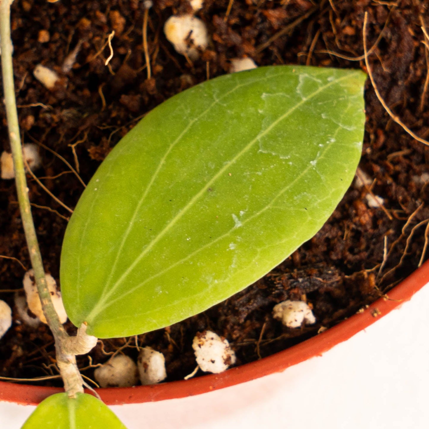 Hoya Champhorifolia