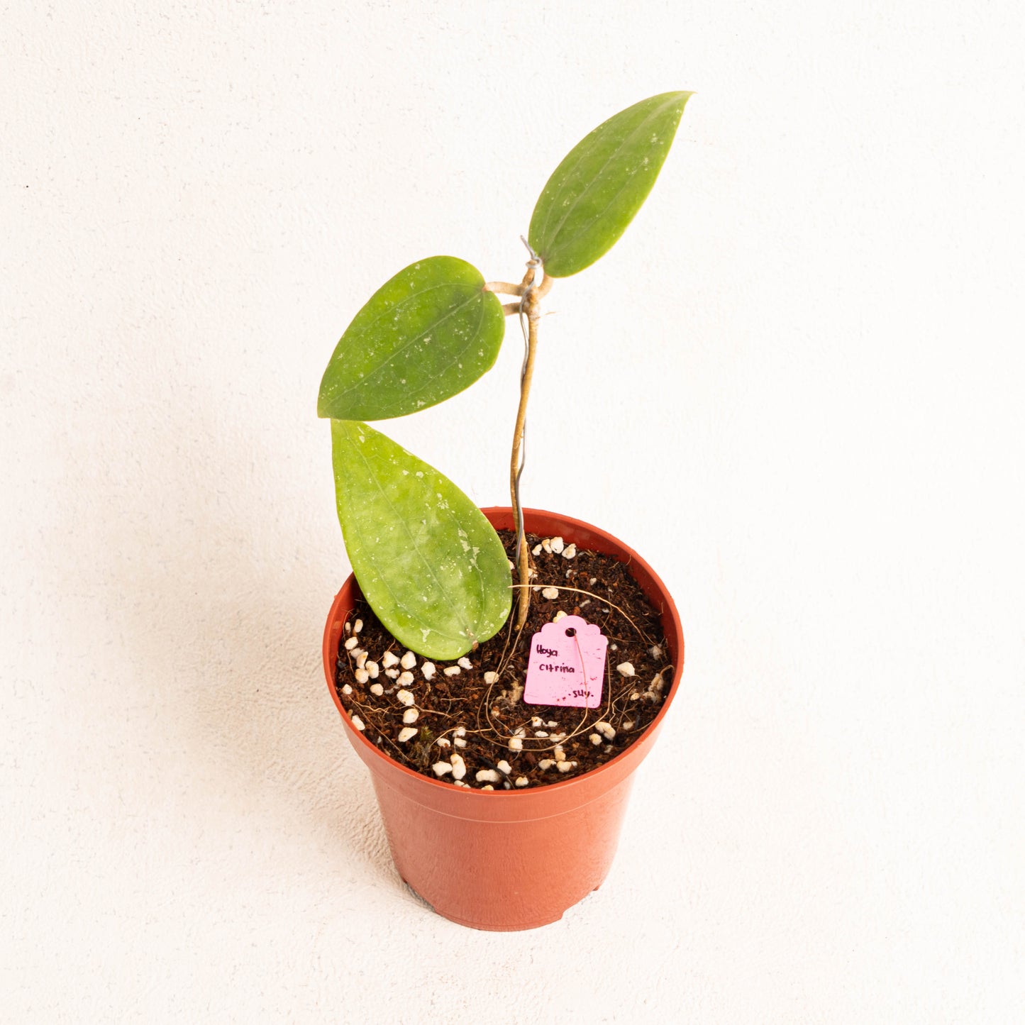 Hoya Citrina - Indonesian Rare Plants