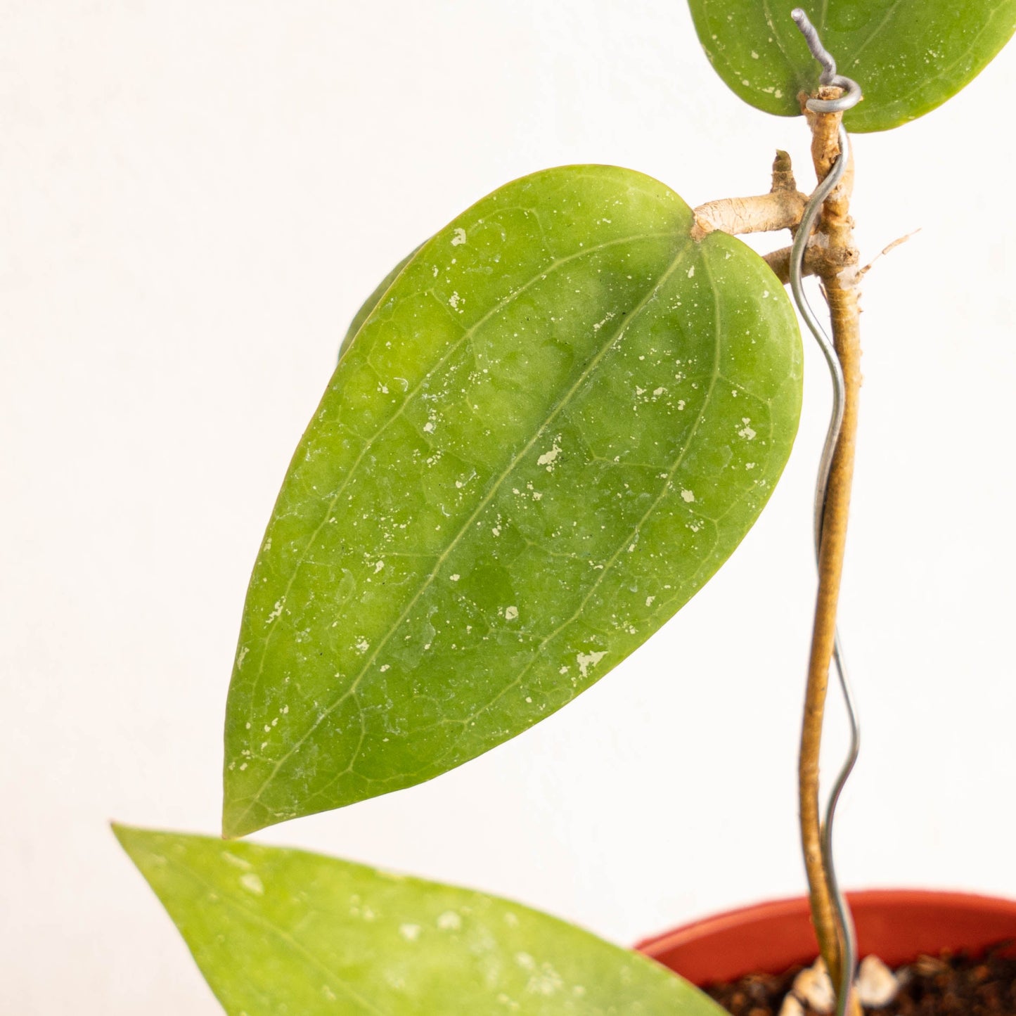 Hoya Citrina