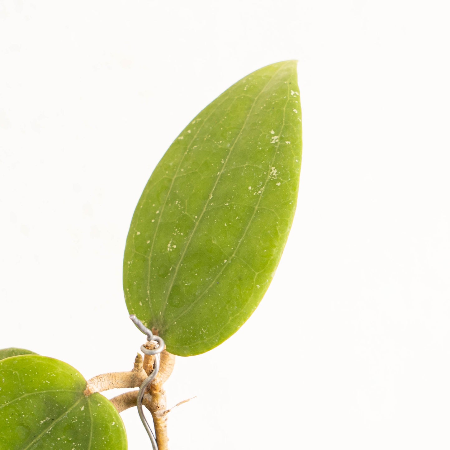 Hoya Citrina