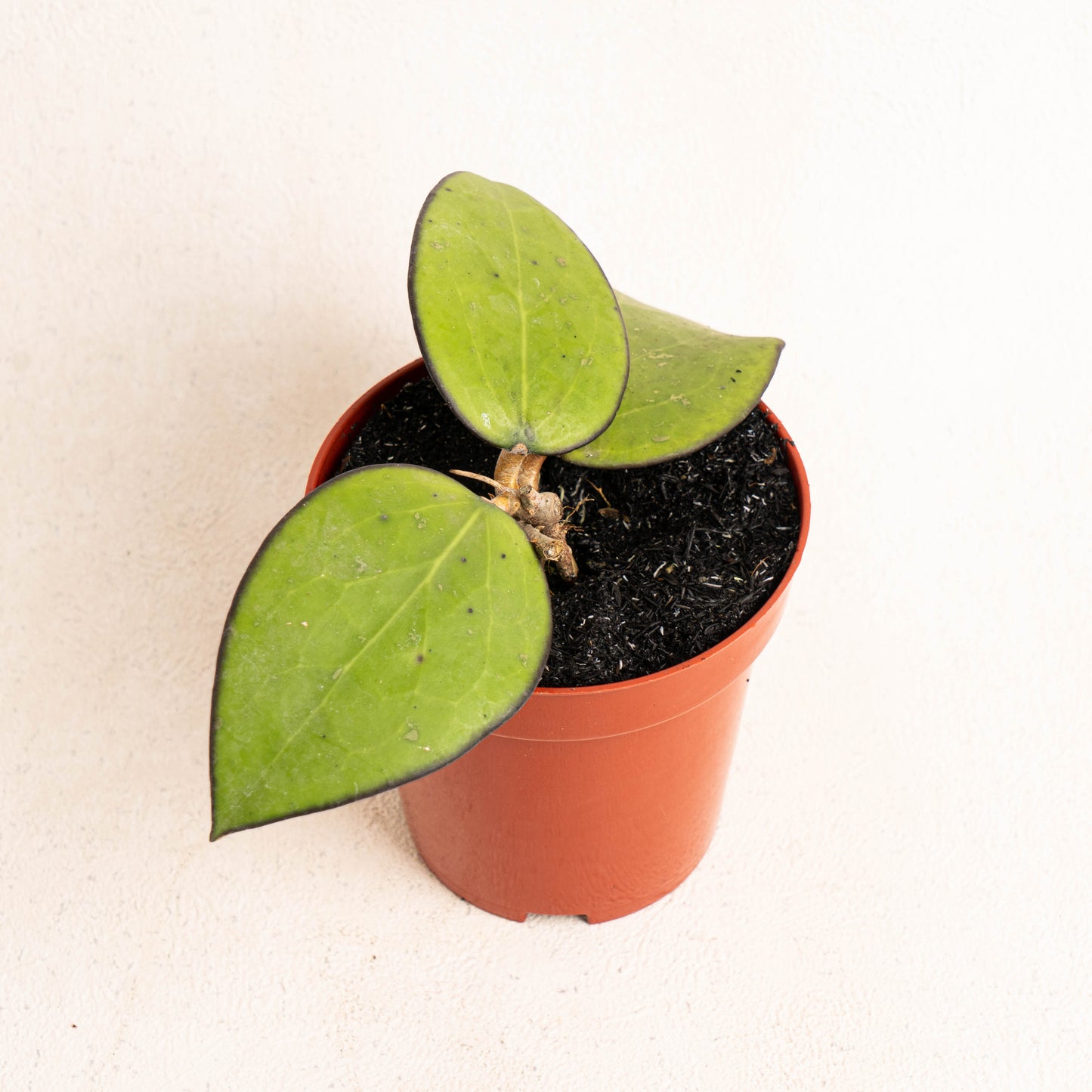 Hoya Vitellina Black Margin - Indonesian Rare Plants