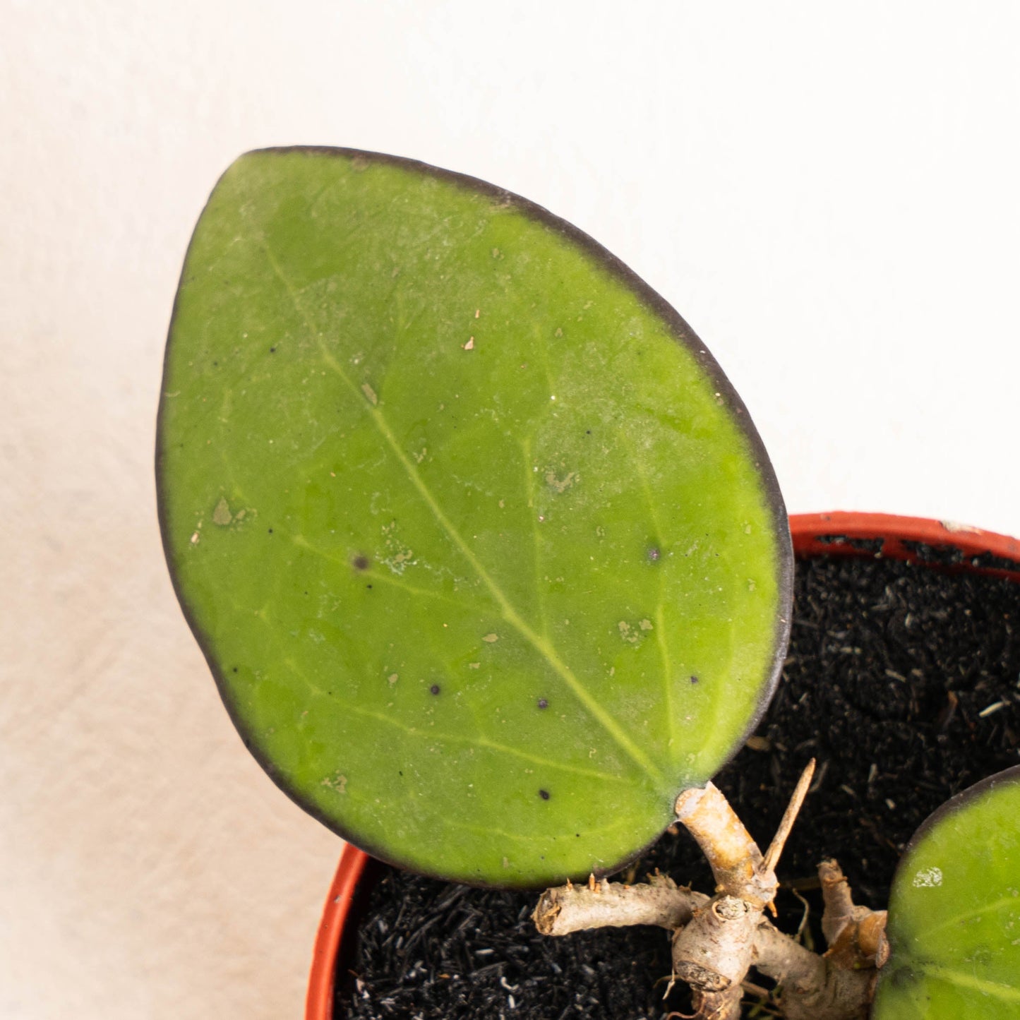 Hoya Vitellina Black Margin
