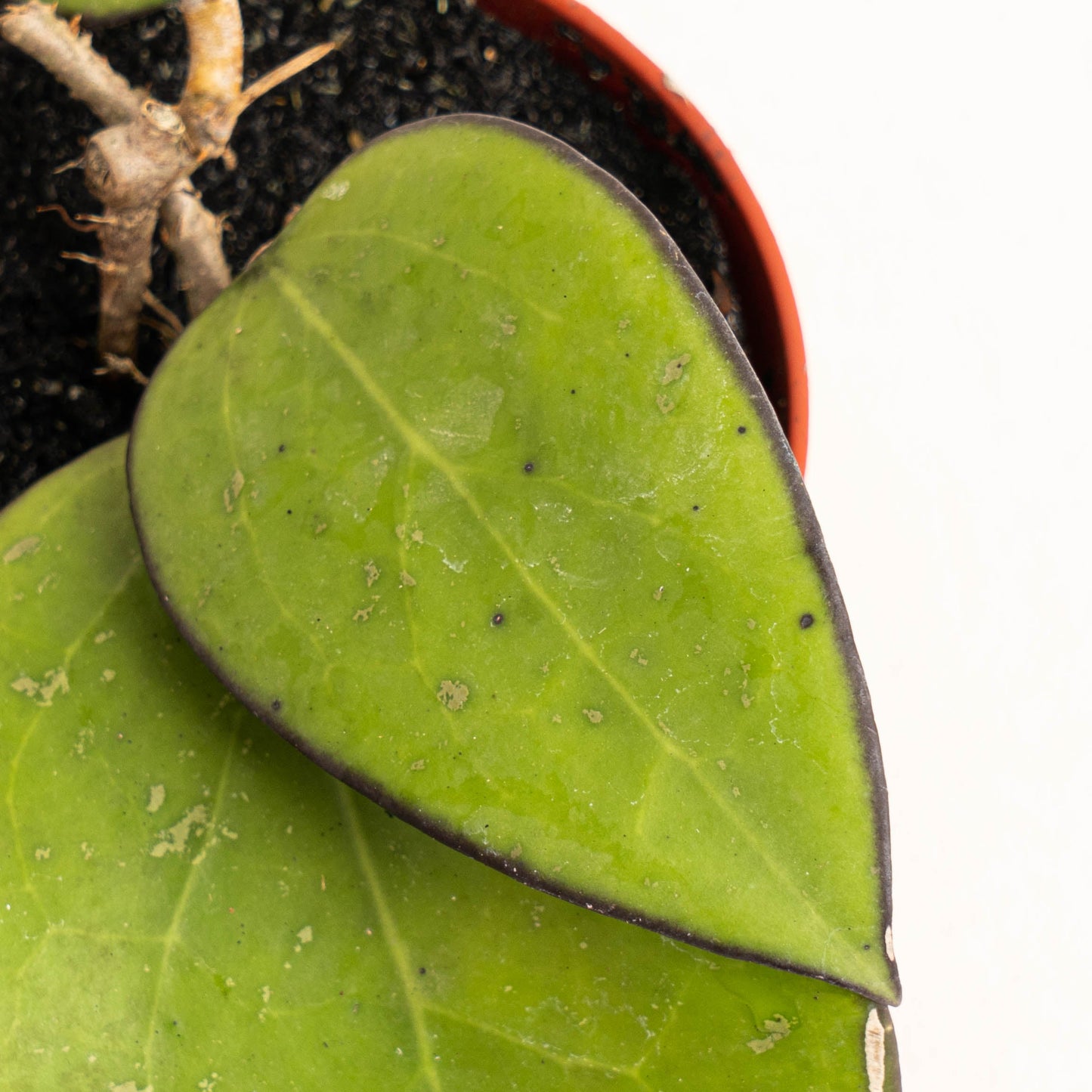 Hoya Vitellina Black Margin