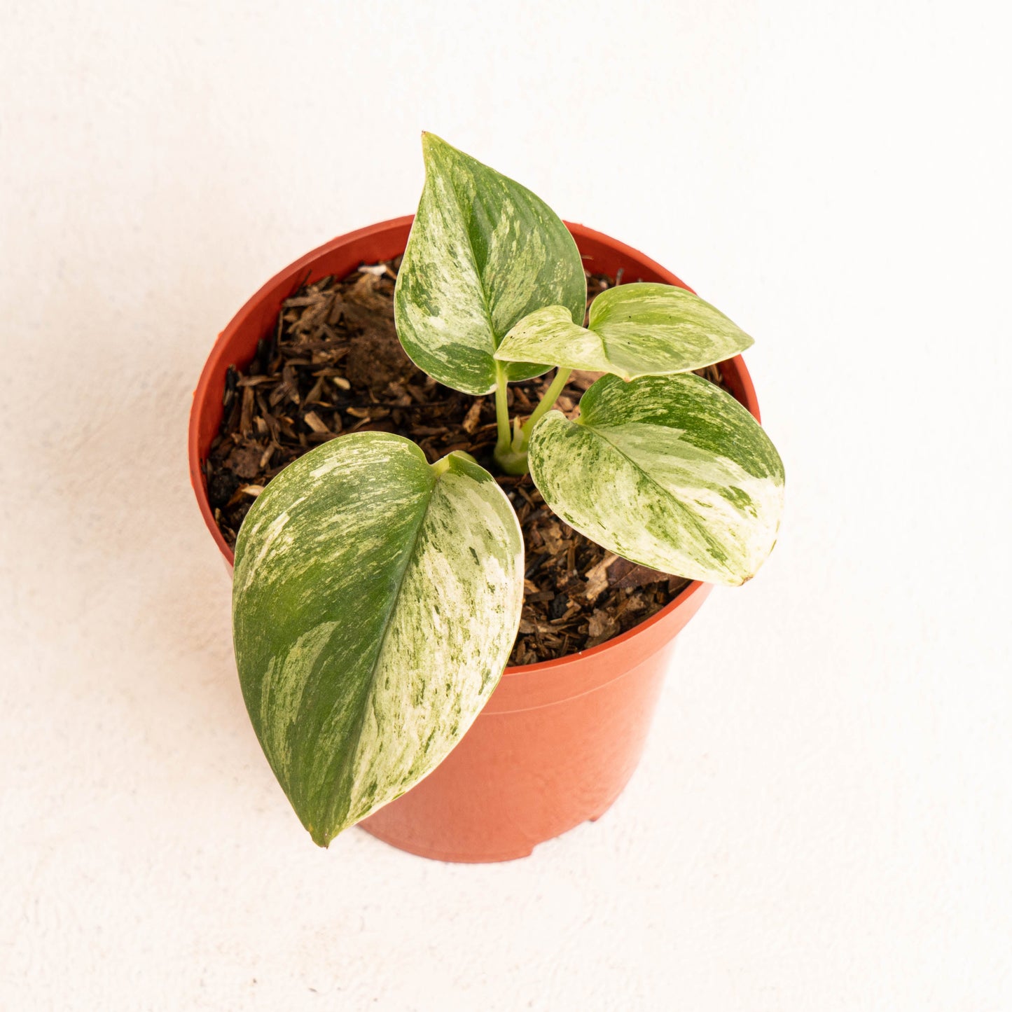 Scindapsus Treubii Moonlight Marble Variegated - Indonesian Rare Plants